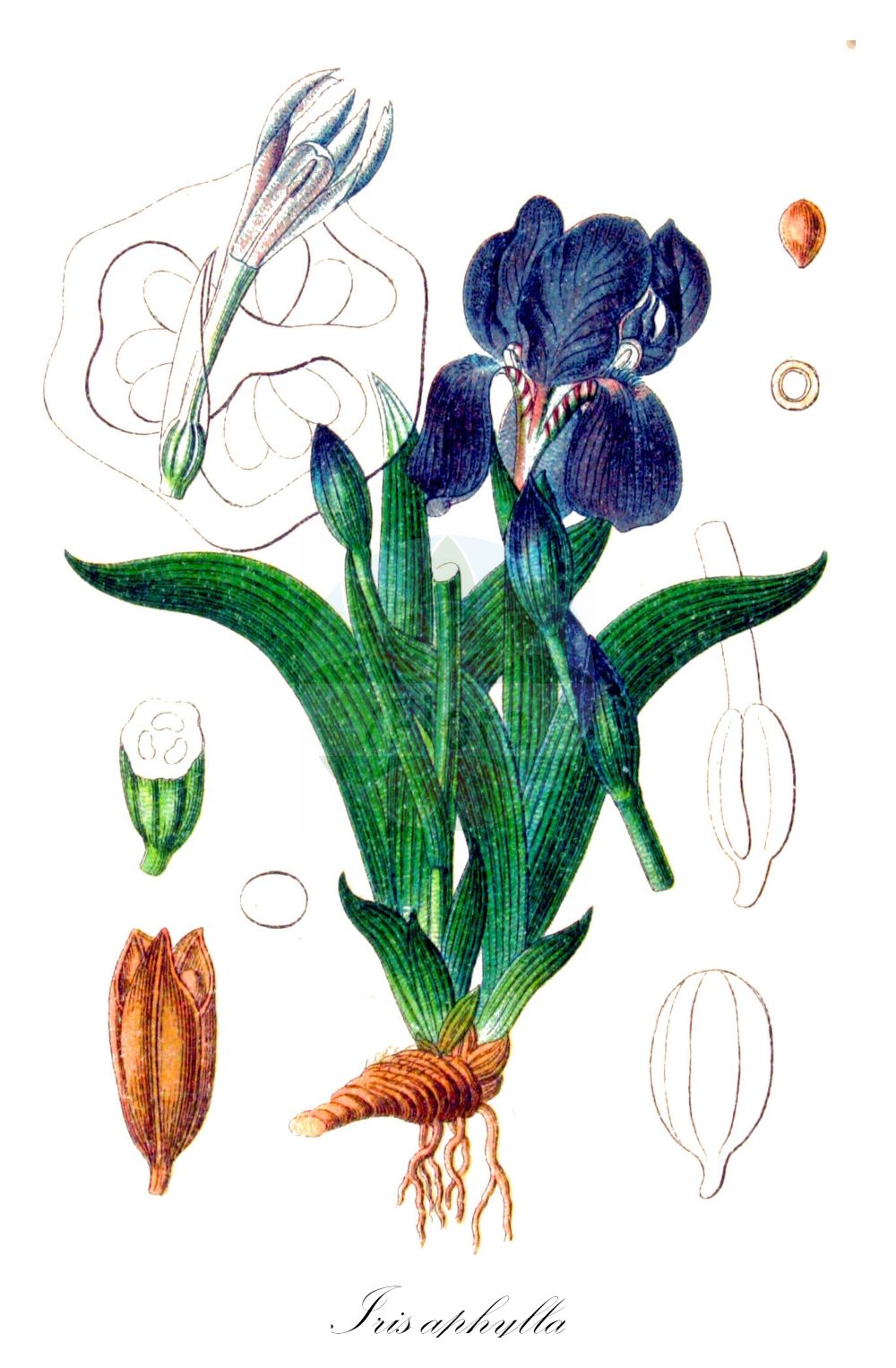 Iris aphylla - Iridaceae,Plantae,Pteridobiotina,Angiosperms,Asparagales,Iridaceae,Iris,Iris aphylla,Iris aphylla f. iulitae, Iris aphylla f. major, Iris aphylla subsp. bohemica, Iris aphylla subsp. dacica, Iris aphylla subsp. fieberi, Iris aphylla subsp. hungarica, Iris aphylla subsp. nudicaulis, Iris aphylla subsp. polonica, Iris aphylla var. hungarica, Iris aphylla var. polonica, Iris biflora, Iris bifurca, Iris bisflorens, Iris bohemica, Iris breviscapa, Iris clusiana, Iris dacica, Iris diantha, Iris diantha, Iris duerinckii, Iris extrafoliacea, Iris falcata, Iris fieberi, Iris furcata var. diantha, Iris hungarica, Iris hungarica f. minor, Iris hungarica subsp. dacica, Iris hungarica var. subtriflora, Iris melzeri, Iris nudicaulis, Iris nudicaulis subsp. fieberi, Iris nudicaulis subvar. falcata, Iris nudicaulis unr. major, Iris nudicaulis var. clusiana, Iris polonica, Iris reflexa, Iris rigida, Iris rupestris, Iris schmidtii, Iris subtriflora, Iris tenorei, Pimpinella supersaxifraga,Nacktstängel-Schwertlilie;Nacktstengelige Schwertlilie;Nacktstängelige Schwertlilie;Blattlose Schwertlilie;stool iris;Iris sans feuilles;iris de Perrier;giaggiolo di Boemia;ирис безлистный;ирис вильчатый;касатик безлистный;касатик вильчатый;taş süseni;shpatore;kosaciec bezlistny;kosatec bezlistý;iris bărbos;півники угорські