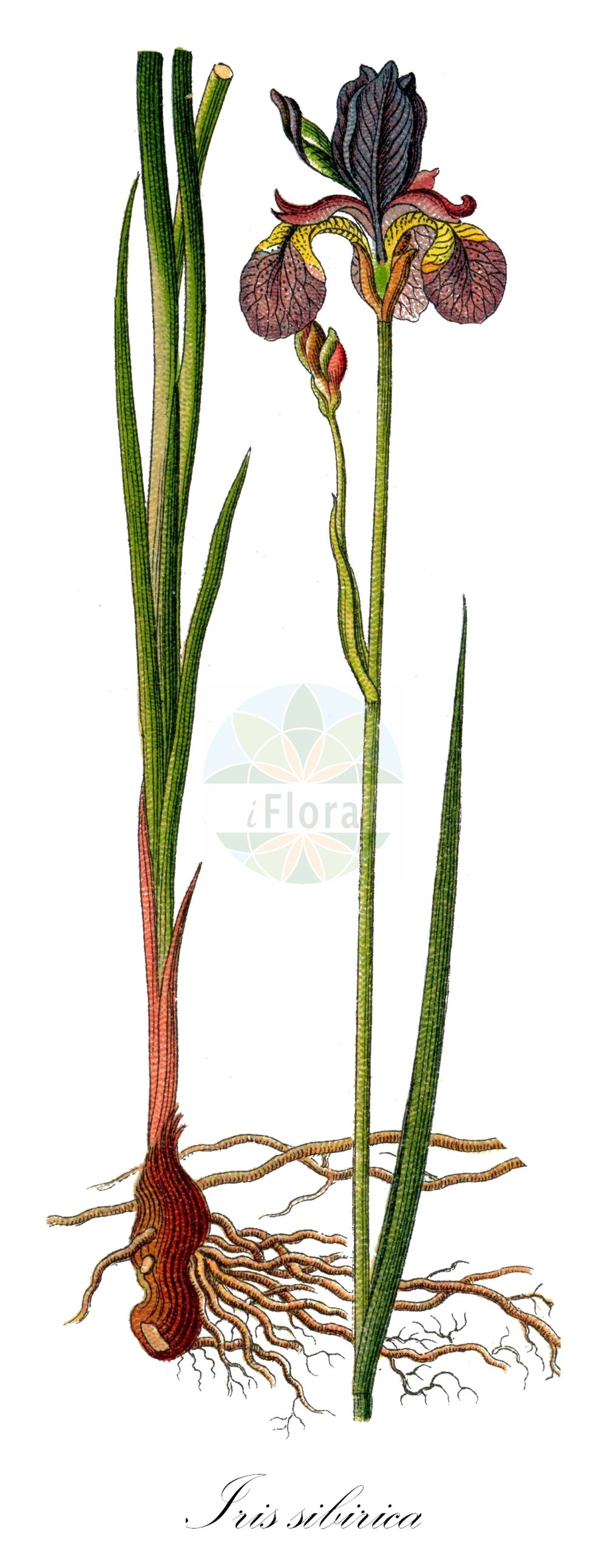 Iris sibirica - Iridaceae,Plantae,Pteridobiotina,Angiosperms,Asparagales,Iridaceae,Iris,Iris sibirica,Biris sibirica, Iris acuta, Iris angustifolia, Iris bicolor, Iris erirrhiza, Iris flexuosa, Iris mandraliscae, Iris maritima, Iris pratensis, Iris pseudosibirica, Iris sibirica f. albiflora, Iris sibirica var. acuta, Iris sibirica var. albida, Iris sibirica var. angustifolia, Iris sibirica var. erirrhiza, Iris sibirica var. flexuosa, Iris sibirica var. haematophylla, Iris sibirica var. pallida, Iris sibirica var. stenopetala, Iris sibirica var. typica, Iris spathulata, Iris stricta, Ixia angustifolia, Limnirion sibiricum, Limniris sibirica, Xiphion flexuosum, Xiphion pratense, Xiphion sibiricum, Xyridion flexuosum, Xyridion sibiricum,Sibirische Schwertlilie;Wiesen-Schwertlilie;siberian iris;Iris de Sibérie;Giaggiolo siberiano;giaggiolo di palude;касатик сибирский;çayır süseni;sibirska perunika;strandiris;Sibirisk iris;kosaciec syberyjski;sibirska perunika;szibériai nőszirom;kosatec sibiřský;kosatec sibírsky;півники сибірські;сибирска перуника;Siberi võhumõõk;Sibīrijas skalbe;siperiankurjenmiekka;sibirinis vilkdalgis
