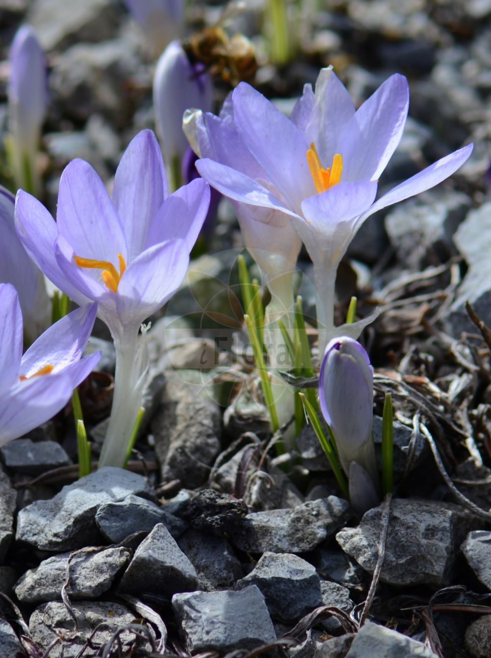 Crocus - Iridaceae,Biota,Plantae,Pteridobiotina,Tracheophyta,Liliopsida,Asparagales,Iridaceae,Crocus,Crociris, Geanthus, Safran