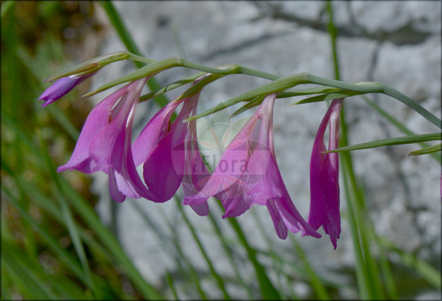 Gladiolus illyricus - Iridaceae,Plantae,Pteridobiotina,Angiosperms,Asparagales,Iridaceae,Gladiolus,Gladiolus illyricus,Gladiolus communis subsp. illyricus, Gladiolus germanicus, Gladiolus glaucus, Gladiolus imbricatus prol. illyricus, Gladiolus serotinus,Illyrische Siegwurz;Illyrische Gladiole;wild gladiolus;glaïeul des prés;glaïeul d'Illyrie;galas de avion;galas de avión;gladiolo;paíllas;gladiolo illirico;espadana-dos-montes;acoro-falso;bordões-de-são-josé;calças-de-cuco;espadana-bulbosa;estoque;gladíolo;palmas-de-santa-rita;гладиолус иллирийский;шпажник иллирийский;osman çiçeği;gladiola e Ilirisë;gladiole;thiksa e egër;ilirski mačić;ilirski meček;mečík žilnatý;илирийски гладиолус;μικρή μαχαιρίδα