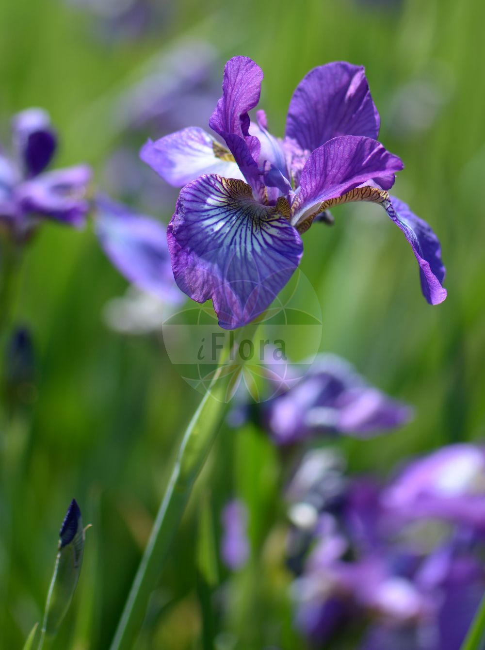 Iris - Iridaceae,Biota,Plantae,Pteridobiotina,Tracheophyta,Liliopsida,Asparagales,Iridaceae,Iris,× Pardancanda, Alatavia, Belamcanda, Belemcanda, Beverna, Biris, Chamaeiris, Chamoletta, Coresantha, Costia, Cryptobasis, Dielsiris, Eremiris, Evansia, Gattenhofia, Gemmingia, Hermodactylus, Ioniris, Iriastrum, Iridodictyum, Joniris, Juno, Junopsis, Limnirion, Limniris, Lophiris, Neubeckia, Oncocyclus, Ophioiris, Pardanthopsis, Pardanthus, Phaeiris, Pseudo-iris, Rodionenkoa, Sclerosiphon, Siphonostylis, Spathula, Syrianthus, Tectiris, Thelysia, Xeris, Xiphion, Xuris, Xyphion, Xyridion, Zhaoanthus