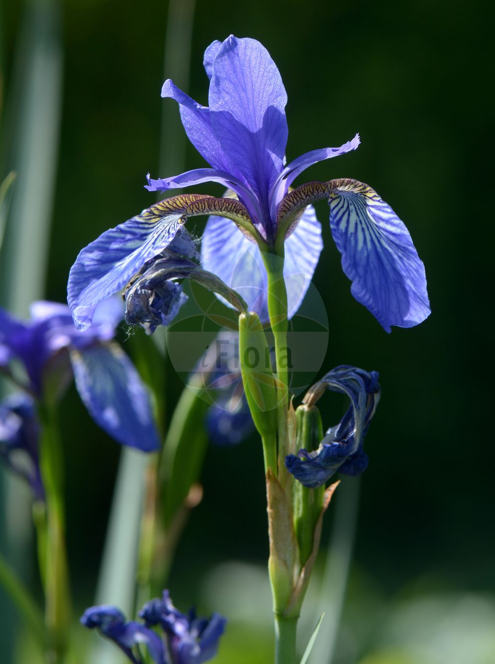 Iris spuria - Iridaceae,Plantae,Pteridobiotina,Angiosperms,Asparagales,Iridaceae,Iris,Iris spuria,Chamaeiris spuria, Iris gueldenstadtiana subsp. subbarbata, Limniris spuria, Xiphion spurium, Xyridion spurium,Wiesen-Schwertlilie;Salzwiesen-Schwertlilie;Bastard-Schwertlilie;Sumpfwiesen-Schwertlilie;Steppen-Schwertlilie;blue iris;seashore iris;yayla süseni;dansk iris;blå iris;fátyolos nőszirom;korcs nőszirom;kosatec žlutofialový;kosatec zvrhlý;kosatec pochybný