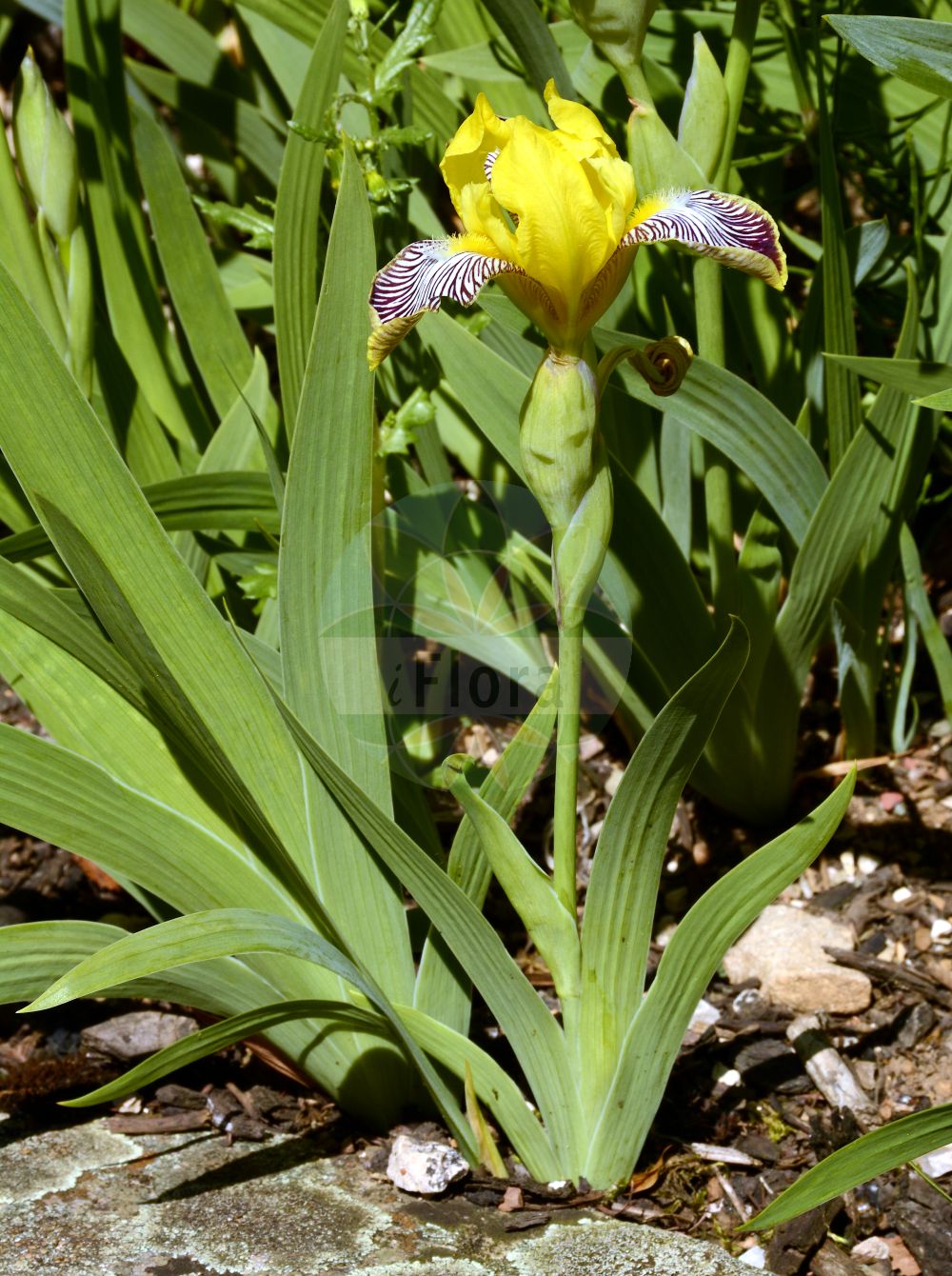 Iris variegata - Iridaceae,Plantae,Pteridobiotina,Angiosperms,Asparagales,Iridaceae,Iris,Iris variegata,Bunte Schwertlilie;Gelbliche Schwertlilie;Gescheckte Schwertlilie;hungarian iris;Iris panaché;Giaggiolo pezzato;giaggiolo variegato;ирис пёстрый;касатик пёстрый;šarena perunika;tarka nőszirom;kosatec různobarvý;kosatec dvojfarebný;півники рябі;пъстра перуника;шарена перуника