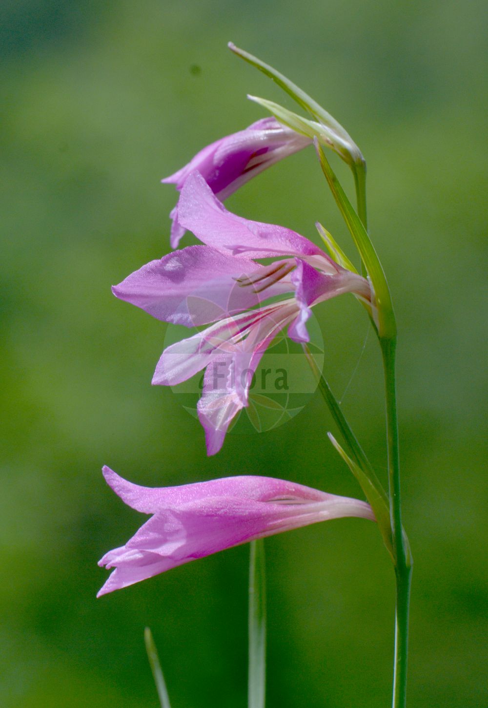 Gladiolus illyricus - Iridaceae,Plantae,Pteridobiotina,Angiosperms,Asparagales,Iridaceae,Gladiolus,Gladiolus illyricus,Gladiolus communis subsp. illyricus, Gladiolus germanicus, Gladiolus glaucus, Gladiolus imbricatus prol. illyricus, Gladiolus serotinus,Illyrische Siegwurz;Illyrische Gladiole;wild gladiolus;glaïeul des prés;glaïeul d'Illyrie;galas de avion;galas de avión;gladiolo;paíllas;gladiolo illirico;espadana-dos-montes;acoro-falso;bordões-de-são-josé;calças-de-cuco;espadana-bulbosa;estoque;gladíolo;palmas-de-santa-rita;гладиолус иллирийский;шпажник иллирийский;osman çiçeği;gladiola e Ilirisë;gladiole;thiksa e egër;ilirski mačić;ilirski meček;mečík žilnatý;илирийски гладиолус;μικρή μαχαιρίδα