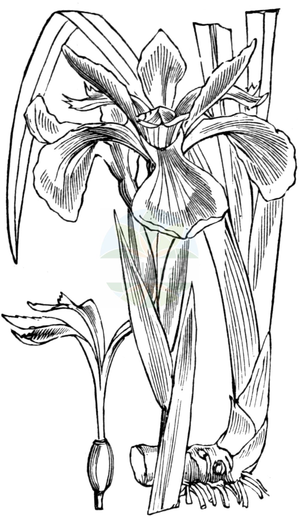 Iris foetidissima - Iridaceae,Plantae,Pteridobiotina,Angiosperms,Asparagales,Iridaceae,Iris,Iris foetidissima,Chamaeiris foetida, Chamaeiris foetidissima, Iris foetida, Iris foetida, Iris foetidissima var. citrina, Iris foetidissima var. flavescens, Iris foetidissima var. livida, Iris foetidissima var. lutescens, Iris gaditana, Spathula foetidissima, Xiphion foetidissimum, Xyridion foetidissimum,Stinkende Schwertlilie;Übelriechende Schwertlilie;stinking iris;Iris fétide;iris gigot;glaïeul puant;iris à l'ail;iris très fétide;lliri bord;spatule puante;lirio hediondo;lírio hediondo;ácoro bastardo;efémero;espadaña fétida;espadaña hedionda;lirio de agua;lirio de los gatos;lirio espadañal;lirio fétido;lirio podrido;rosa de lobo;xíride;Giaggiolo puzzolente;ricottaria;stinkende lis;lirio-fetido;lírio-fetido;íris-fétida;lírio-fedorento;lírio-fétido;rosa-do-lobo;xire;xiris;kokar süsen;gitanes;lliri bord;lliri fètid;lliri pudent;смрдљива перуника