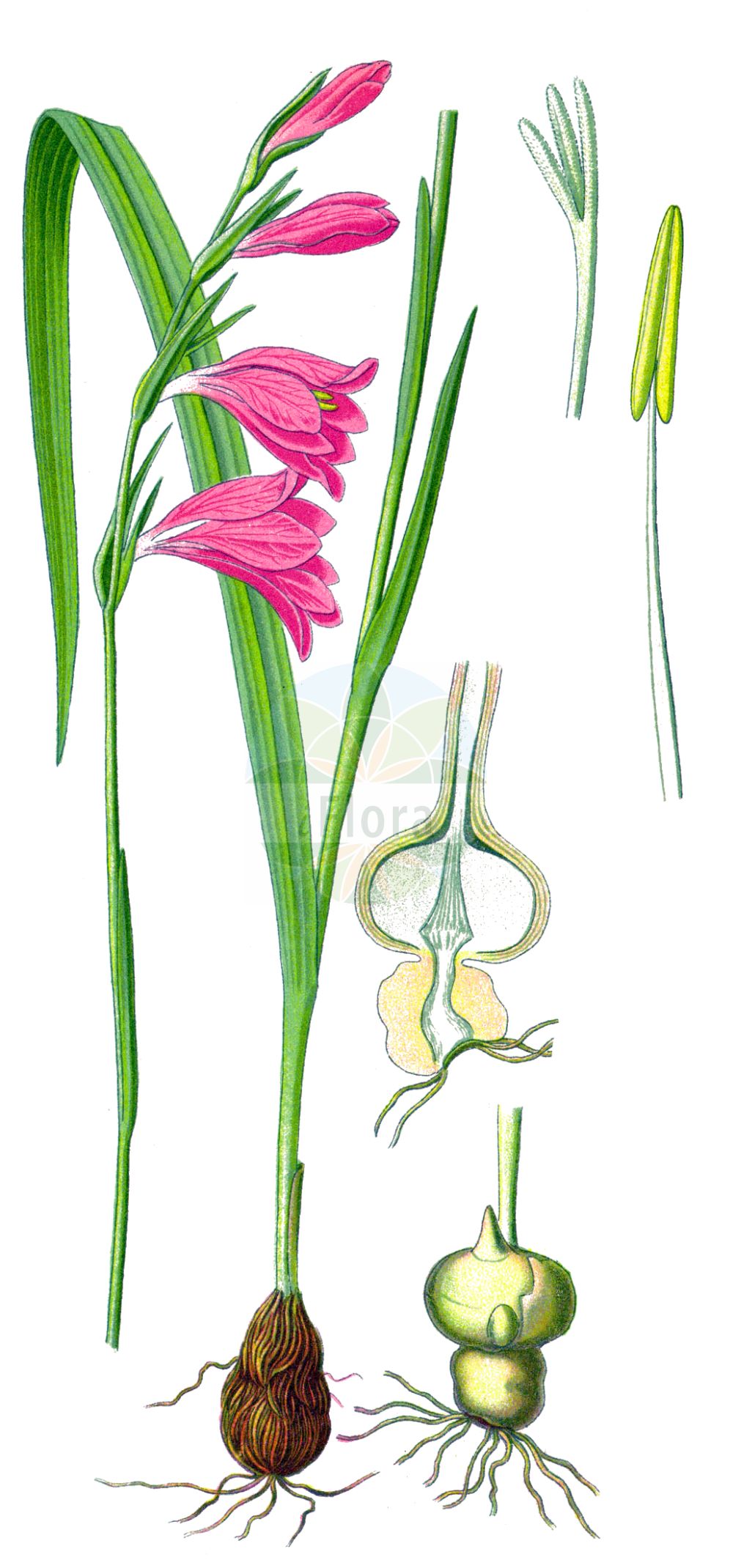Gladiolus palustris - Iridaceae,Plantae,Pteridobiotina,Angiosperms,Asparagales,Iridaceae,Gladiolus,Gladiolus palustris,Gladiolus boucheanus, Gladiolus communis subsp. palustris, Gladiolus communis var. triphyllus, Gladiolus felicis, Gladiolus imbricatus subsp. parviflorus, Gladiolus palustris var. vaudensis, Gladiolus parviflorus, Gladiolus pratensis, Gladiolus triphyllus,Sumpf-Siegwurz;Sumpf-Gladiole;Runder Allermannsharnisch;marsh gladiolus;Glaïeul des marais;Gladiolo reticulato;gladiolo palustre;гадиолус болотный;шпажник болотный;gladiola e grunjevë;gladiole;močvarni mačić;mieczyk błotny;mieczyk drobnokwiatowy;močvirski meček;mocsári kardvirág;mečík bahenní;mečík močiarny;косарики болотні;юлатен гладиолус