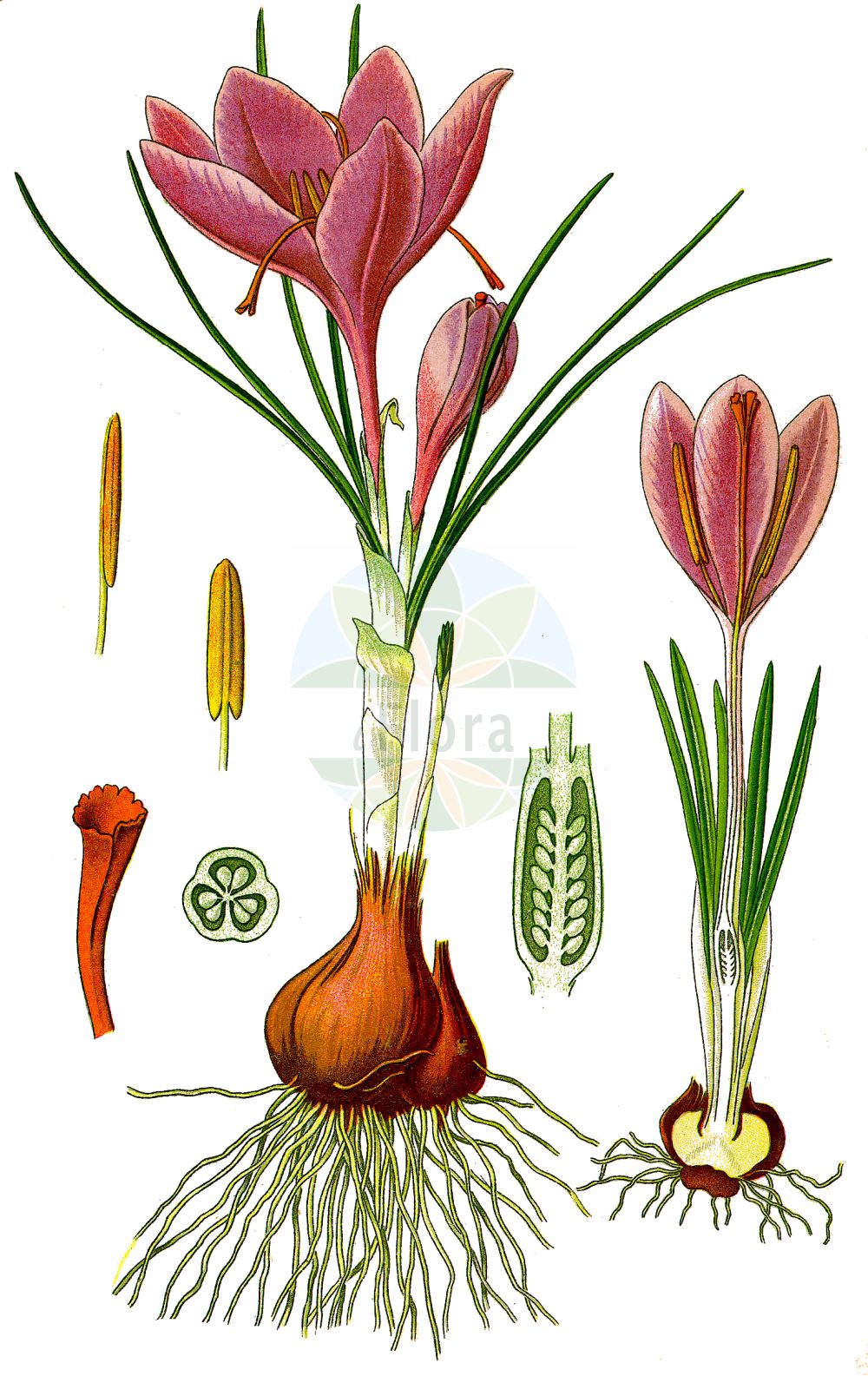 Crocus sativus - Iridaceae,Plantae,Pteridobiotina,Angiosperms,Asparagales,Iridaceae,Crocus,Crocus sativus,Crocus autumnalis, Crocus officinalis, Crocus orsinii, Crocus pendulus, Crocus sativus subsp. orsinii, Crocus sativus var. cashmerianus, Crocus sativus var. officinalis, Crocus sativus var. orsinii, Crocus serotinus subsp. serotinus, Crocus setifolius, Geanthus autumnalis, Safran officinarum,Safran;Echter Safran;Crocus cultivé;Safran;safran cultivé;safran du Gâtinais;azafran;azafrán;Croco;Zafferano vero;zafferano;croco coltivato;safraan;acafrão;açafrão;safran;čjafran;saffran;safuran;サフラン;valódi sáfrány;šafrán setý;brândușă de toamnă;krokus siaty