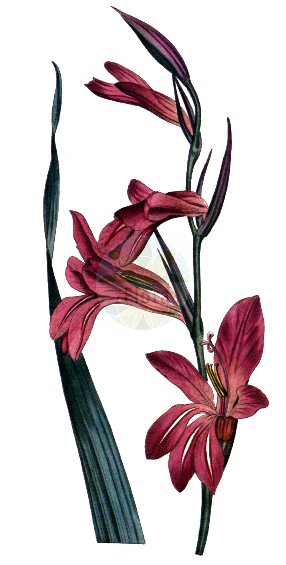 Gladiolus italicus - Iridaceae,Plantae,Pteridobiotina,Angiosperms,Asparagales,Iridaceae,Gladiolus,Gladiolus italicus,Ballosporum segetum, Gladiolus arvaticus, Gladiolus communis var. distichus, Gladiolus communis var. grandiflorus, Gladiolus communis var. parviflorus, Gladiolus commutatus, Gladiolus cyclocarpus, Gladiolus dalmaticus, Gladiolus dubius, Gladiolus guepinii, Gladiolus infestus, Gladiolus leucanthus, Gladiolus ludovicae, Gladiolus pallidus, Gladiolus proteiflorus, Gladiolus rigescens, Gladiolus ruricola, Gladiolus segetalis, Gladiolus segetum, Gladiolus segetum f. sterilis, Gladiolus segetum subsp. commutatus, Gladiolus segetum subsp. guepinii, Gladiolus segetum subsp. ludovicae, Gladiolus segetum var. grandiflorus, Gladiolus segetum var. guepinii, Gladiolus segetum var. infestus, Gladiolus segetum var. ludovicae, Gladiolus spathaceus, Gladiolus tenuiflorus, Gladiolus turkmenorum, Sphaerospora segetum,Italienische Siegwurz;Acker-Gladiole;Italienische Gladiole;Glaïeul d'Italie;glaïeul des moissons;glaïeul douteux;espadilla;cuchillo;azumbar;coltell;hierba estoque;gladiolo de campo;gladiolo;paíllas;Gladiolo dei campi;fil di spada;pancacciuolo;gladiolo italiano;gladiolo meridionale;espadana-das-searas;acoro-falso;calças-de-cuco;cristas-de-galo;espadana-bulbosa;espadana-dos-montes;estoque;gladíolo;гладиолус итальянский;гладиолус посевной;гладиолус туркменский;шпажник итальянский;шпажник посевной;шпажник туркменский;kılıçotu;gladiola e grunjëve;gladiole;lliri dels blats;talijanski mačić;laški meček;mečík dvojradý;косарики італійські;посевен гладиолус;посевно петльово перо;saytan hattevu'ah;סַיְפַן הַתְּבוּאָה;ħabb tal-qamħ tar-raba;μεγάλι μαχαιρίδα