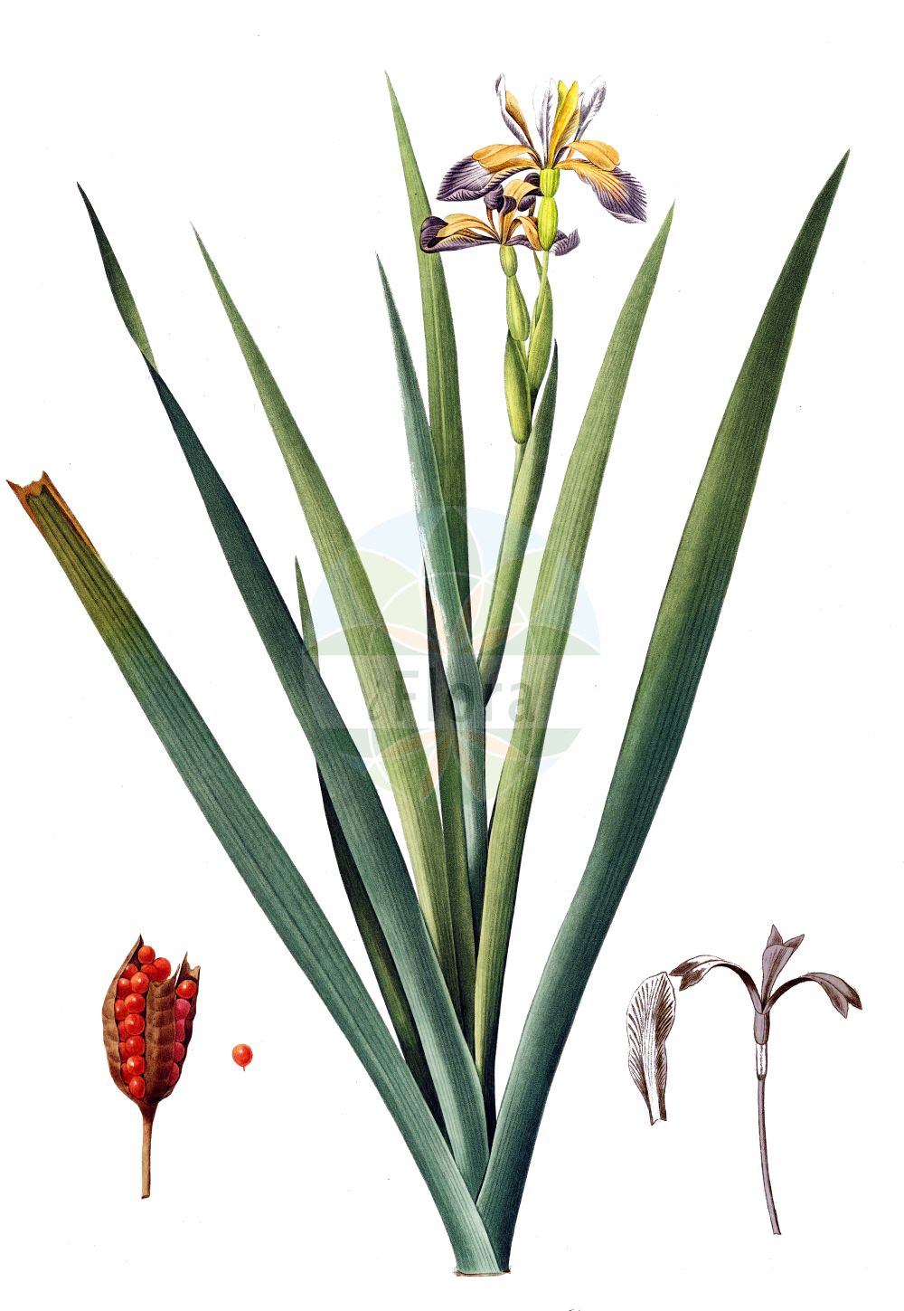 Iris foetidissima - Iridaceae,Plantae,Pteridobiotina,Angiosperms,Asparagales,Iridaceae,Iris,Iris foetidissima,Chamaeiris foetida, Chamaeiris foetidissima, Iris foetida, Iris foetida, Iris foetidissima var. citrina, Iris foetidissima var. flavescens, Iris foetidissima var. livida, Iris foetidissima var. lutescens, Iris gaditana, Spathula foetidissima, Xiphion foetidissimum, Xyridion foetidissimum,Stinkende Schwertlilie;Übelriechende Schwertlilie;stinking iris;Iris fétide;iris gigot;glaïeul puant;iris à l'ail;iris très fétide;lliri bord;spatule puante;lirio hediondo;lírio hediondo;ácoro bastardo;efémero;espadaña fétida;espadaña hedionda;lirio de agua;lirio de los gatos;lirio espadañal;lirio fétido;lirio podrido;rosa de lobo;xíride;Giaggiolo puzzolente;ricottaria;stinkende lis;lirio-fetido;lírio-fetido;íris-fétida;lírio-fedorento;lírio-fétido;rosa-do-lobo;xire;xiris;kokar süsen;gitanes;lliri bord;lliri fètid;lliri pudent;смрдљива перуника