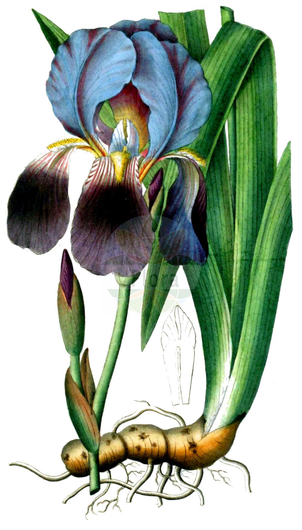 Iris - Iridaceae,Biota,Plantae,Pteridobiotina,Tracheophyta,Liliopsida,Asparagales,Iridaceae,Iris,× Pardancanda, Alatavia, Belamcanda, Belemcanda, Beverna, Biris, Chamaeiris, Chamoletta, Coresantha, Costia, Cryptobasis, Dielsiris, Eremiris, Evansia, Gattenhofia, Gemmingia, Hermodactylus, Ioniris, Iriastrum, Iridodictyum, Joniris, Juno, Junopsis, Limnirion, Limniris, Lophiris, Neubeckia, Oncocyclus, Ophioiris, Pardanthopsis, Pardanthus, Phaeiris, Pseudo-iris, Rodionenkoa, Sclerosiphon, Siphonostylis, Spathula, Syrianthus, Tectiris, Thelysia, Xeris, Xiphion, Xuris, Xyphion, Xyridion, Zhaoanthus
