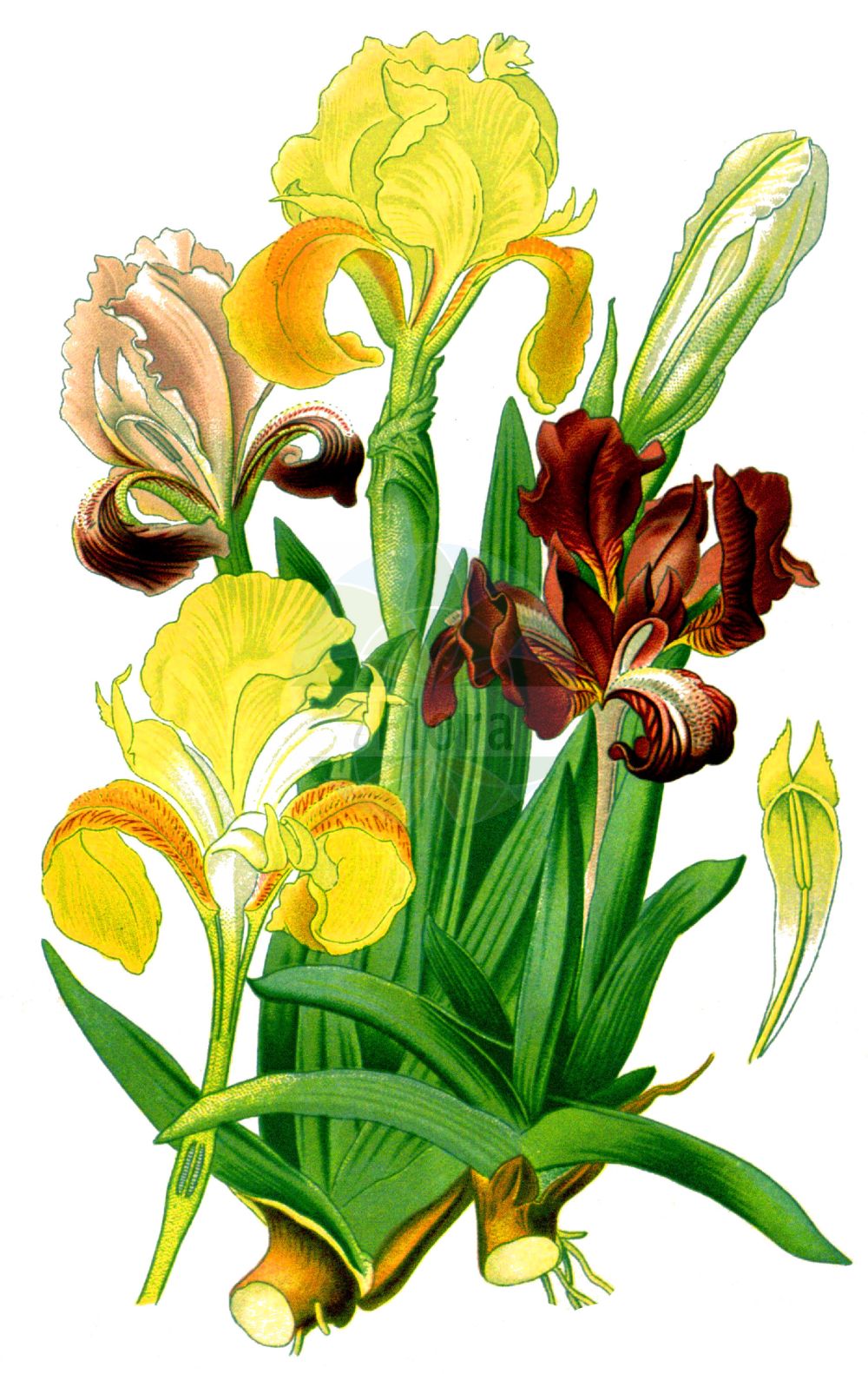 Iris pumila - Iridaceae,Plantae,Pteridobiotina,Angiosperms,Asparagales,Iridaceae,Iris,Iris pumila,Iris aequiloba, Iris angustifolia, Iris clusiana, Iris clusiana var. transsilvanica, Iris coerulea, Iris gracilis, Iris grandis, Iris longiflora, Iris napocae, Iris napocae var. macrocarpa, Iris pluriscapis, Iris pseudopulcherrima, Iris pulcherrima, Iris pumila f. acuta, Iris pumila f. albiflora, Iris pumila f. atroviolacea, Iris pumila f. romanica, Iris pumila subsp. aequiloba, Iris pumila subsp. grandis, Iris pumila subsp. pumila, Iris pumila subsp. sintenisiiformis, Iris pumila subsp. stenoloba, Iris pumila subsp. taurica, Iris pumila subsp. transsilvanica, Iris pumila subsp. tristis, Iris pumila unr. aurea, Iris pumila var. dobrogensis, Iris pumila var. grandis, Iris pumila var. heliotropii, Iris pumila var. latispatha, Iris pumila var. lutea, Iris pumila var. macrocarpa, Iris pumila var. ochroleuca, Iris pumila var. rozaliae, Iris pumila var. scapifera, Iris pumila var. stenoloba, Iris pumila var. tristis, Iris purpurascens, Iris rozaliae, Iris sarajevoensis, Iris stenoloba, Iris taurica, Iris taurica, Iris transsilvanica, Iris tristis, Iris violacea,Eigentliche Zwerg-Schwertlilie;Zwerg-Schwertlilie;Zwerg-Schwertlilie;pygmy iris;dwarf iris;iris nain;petite flambe;giaggiolo minore;ирис карликовый;ирис низкий;касатик карликовый;meşe süseni;shpatore;perunika;dvärgiris;irys niski;kosaciec niski;apró nőszirom;kosatec nízký;stânjenel de stepă;kosatec nízky;півники карликові;дребна перуника;ниска перуника