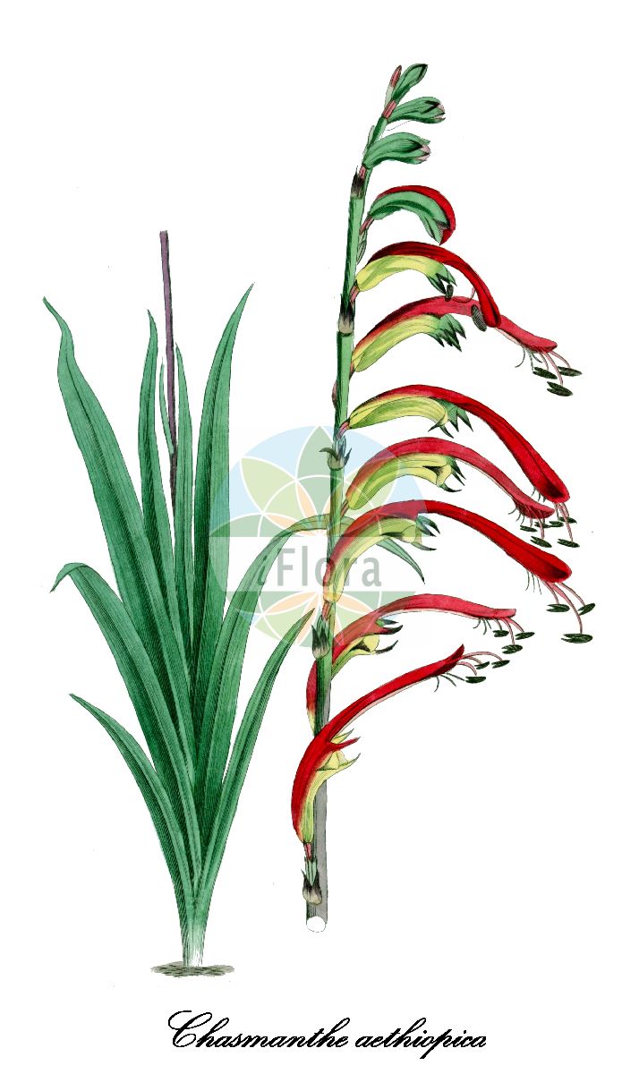 Chasmanthe aethiopica - Iridaceae,Plantae,Pteridobiotina,Angiosperms,Asparagales,Iridaceae,Chasmanthe,Chasmanthe aethiopica,Antholyza aethiopica, Antholyza aethiopica var. immarginata, Antholyza aethiopica var. ringens, Antholyza aethiopica var. vittigera, Antholyza immarginata, Antholyza ringens, Antholyza vittigera, Chasmanthe peglerae, Chasmanthe vittigera, Gladiolus aethiopicus, Gladiolus stoloniferus, Petamenes aethiopica, Petamenes aethiopica, Petamenes peglerae, Petamenes peglerae, Petamenes vittigera, Petamenes vittigera,crestagallo del Cabo;копросма ползучая