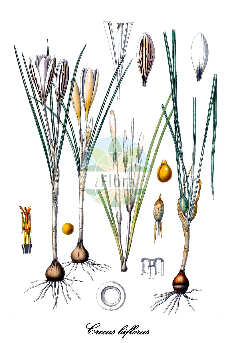 Crocus biflorus - Iridaceae,Plantae,Pteridobiotina,Angiosperms,Asparagales,Iridaceae,Crocus,Crocus biflorus,Crocus annulatus subvar. albidus, Crocus annulatus subvar. argenteus, Crocus annulatus subvar. caerulescens, Crocus annulatus subvar. estriatus, Crocus annulatus subvar. lineatus, Crocus annulatus subvar. princeps, Crocus annulatus subvar. stigmatosus, Crocus annulatus subvar. tenoreanus, Crocus annulatus var. biflorus, Crocus annulatus var. caerulescens, Crocus annulatus var. estriatus, Crocus annulatus var. pusillus, Crocus argenteus, Crocus argenteus var. batavicus, Crocus argenteus var. praecox, Crocus biflorus f. lineatus, Crocus biflorus subsp. argenteus, Crocus biflorus subsp. biflorus, Crocus biflorus subsp. pusillus, Crocus biflorus var. communis, Crocus biflorus var. estriatus, Crocus biflorus var. janii, Crocus biflorus var. lineatus, Crocus biflorus var. milleri, Crocus biflorus var. parkinsonii, Crocus biflorus var. stigmatosus, Crocus biflorus var. tenorei, Crocus cinericius, Crocus circumscissus, Crocus fussianus, Crocus italicus, Crocus lineatus, Crocus minimus, Crocus nanus, Crocus parkinsonii, Crocus praecox, Crocus pusillus, Crocus striatus, Crocus vernus var. pusillus,Eigentlicher Zweiblütiger Krokus;Zweiblütiger Krokus;Weißer Frühlings-Krokus;Zweiblütiger Krokus;silvery crocus;Crocus à deux fleurs;croco bifloro;шафран двуцветковый;ikiz çiğdem;prugasti podlesak;blå bägarkrokus;krokus dwukwiatowy;szafran dwukwiatowy;krokus dvojkvetý;двуцветен минзухар;модри каћун;κρόκος
