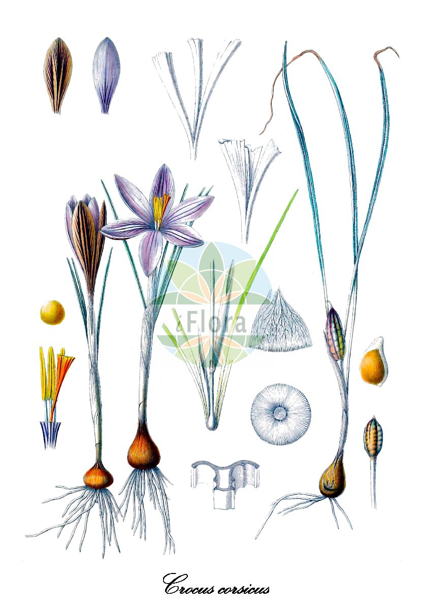 Crocus corsicus - Iridaceae,Plantae,Pteridobiotina,Angiosperms,Asparagales,Iridaceae,Crocus,Crocus corsicus,Crocus insularis var. major, Crocus minimus subsp. corsicus,Korsischer Krokus;crocus corse;crocus de Corse;safran de Corse;zafferano di Corsica