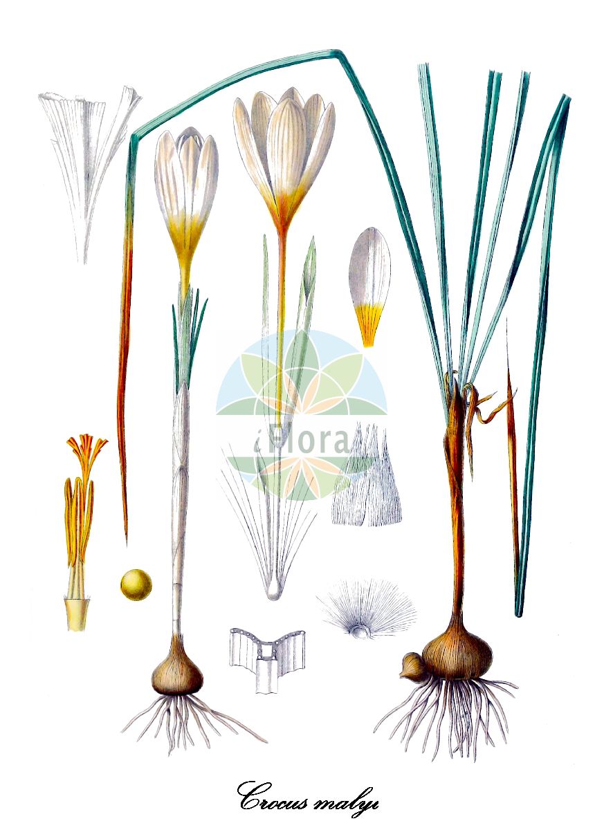 Crocus malyi - Iridaceae,Plantae,Pteridobiotina,Angiosperms,Asparagales,Iridaceae,Crocus,Crocus malyi