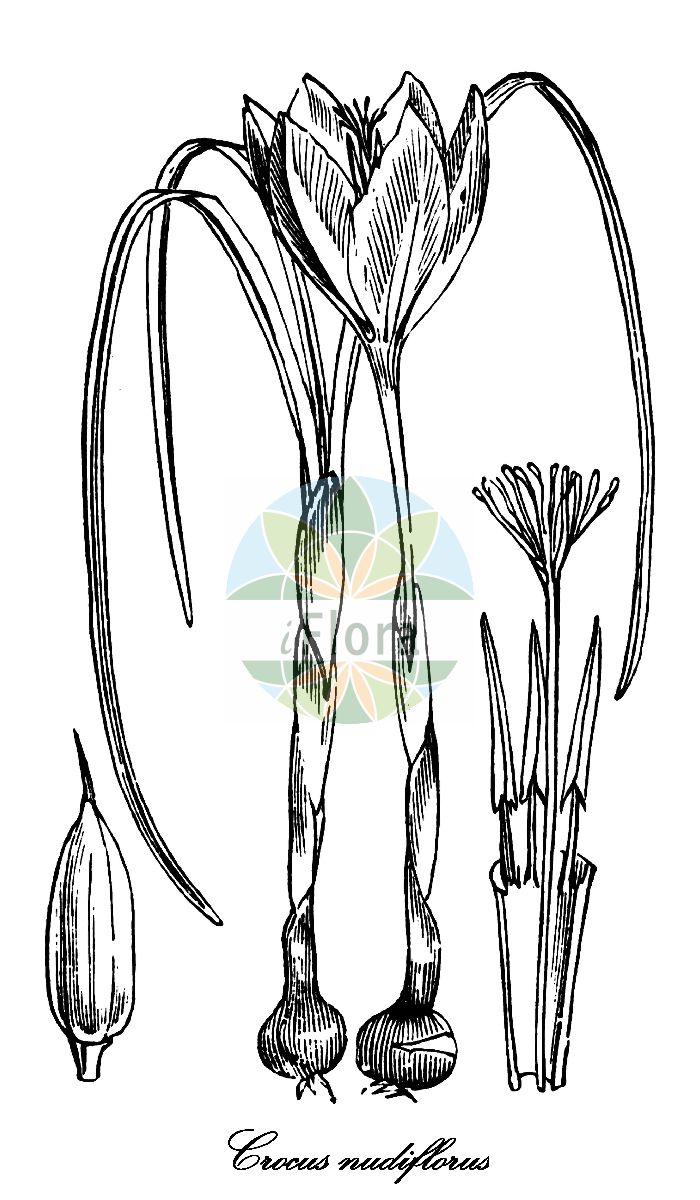 Crocus nudiflorus - Iridaceae,Plantae,Pteridobiotina,Angiosperms,Asparagales,Iridaceae,Crocus,Crocus nudiflorus,Crocus aphyllus, Crocus fimbriatus, Crocus hybernus var. pyrenaeus, Crocus medius, Crocus multifidus, Crocus multifidus, Crocus pyrenaeus,Pyrenäen-Herbst-Krokus;Riviera-Herbst-Krokus;autumn crocus;crocus à fleurs nues;crocus d'automne;safran à fleurs nues;azafrán desteñido;azafrán fatuo;azafrán loco;azafrán silvestre;azafrán sin olor;bimbirulete;cergateña;cucliellos;flor del pirulete;pierdemeriendas;pimplonete;pirulete;zargateña;zafferano ligure;tolemerendas;крокус голоцветковый;шафран голоцветковый;safrà bord;safrà bord pirinenc;safrà valencià;safranó;basa azafrana;kitameriendas