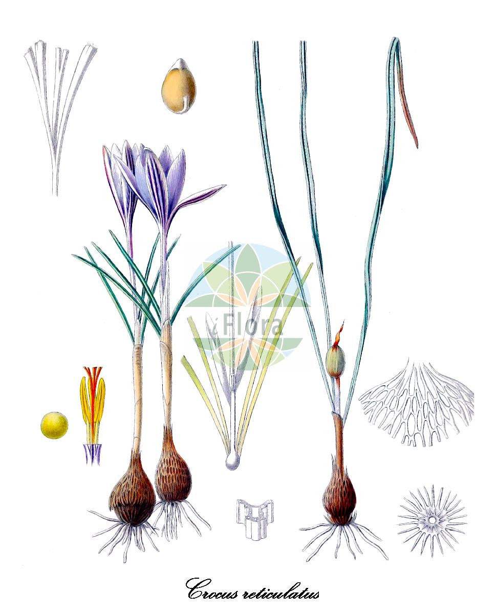 Crocus reticulatus - Iridaceae,Plantae,Pteridobiotina,Angiosperms,Asparagales,Iridaceae,Crocus,Crocus reticulatus,Crocus luteus, Crocus reticulatus subvar. rectilimbus, Crocus reticulatus var. albicans, Crocus reticulatus var. auritextus, Crocus reticulatus var. immaculatus, Crocus reticulatus var. rectilimbus,Netz-Krokus;çiğdem;išarani podlesak;progasti žafran;tarka sáfrány;brandusa vargata de stepa;sofranel reticulat;шафран сітчатий;пъстър минзухар