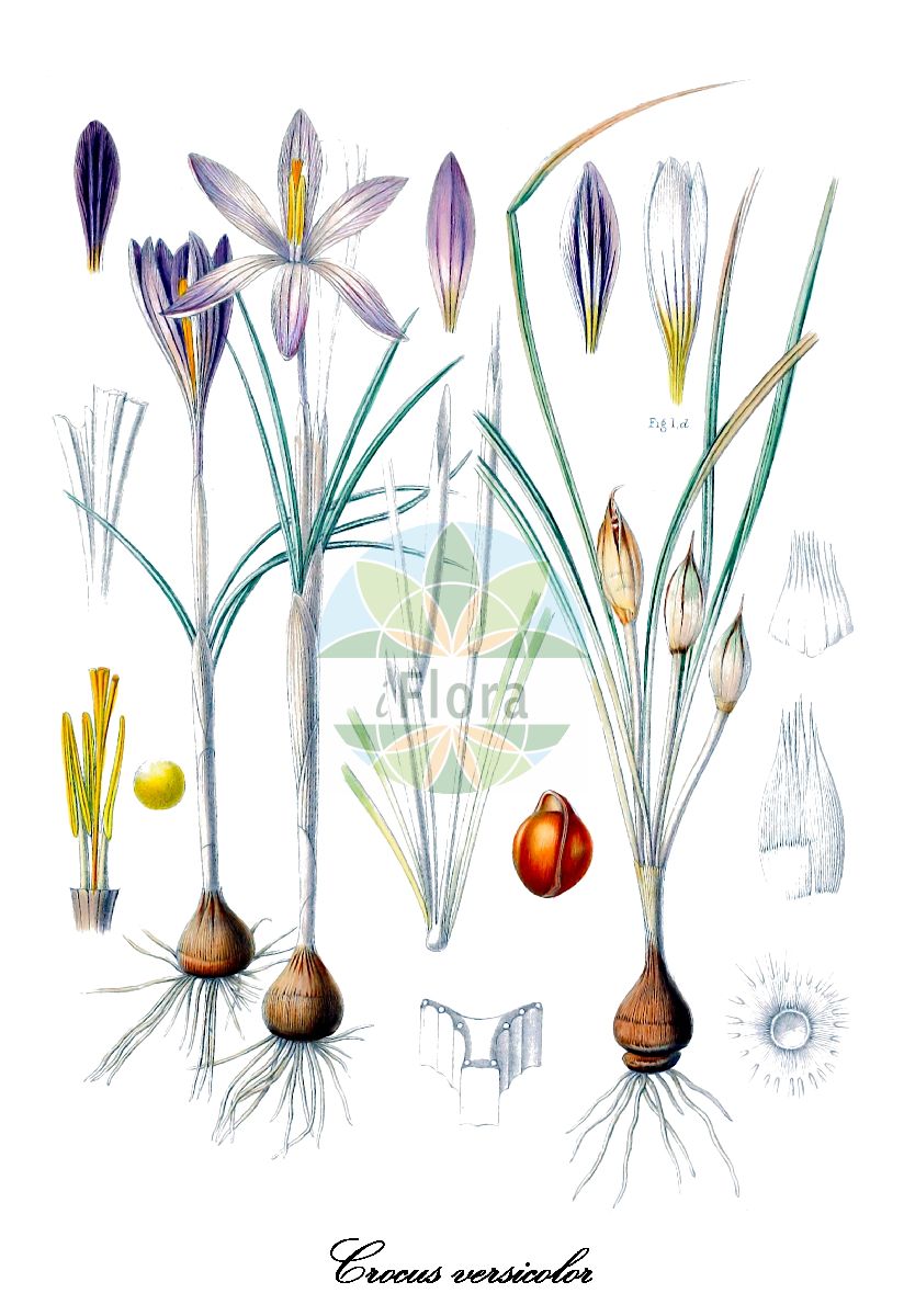 Crocus versicolor - Iridaceae,Plantae,Pteridobiotina,Angiosperms,Asparagales,Iridaceae,Crocus,Crocus versicolor,Crocus cristensis, Crocus fragrans, Crocus meridionalis, Crocus reinwardtii, Crocus subapenninus, Crocus versicolor subsp. crestensis, Crocus versicolor var. affinis, Crocus versicolor var. crestensis, Crocus versicolor var. elegans, Crocus versicolor var. floribundus, Crocus versicolor var. gallicus, Crocus versicolor var. gawleri, Crocus versicolor var. haworthii, Crocus versicolor var. inconspicuus, Crocus versicolor var. lineatus, Crocus versicolor var. morleon, Crocus versicolor var. neglectus, Crocus versicolor var. pectinatus, Crocus versicolor var. plumosus, Crocus versicolor var. princeps, Crocus versicolor var. propinquus, Crocus versicolor var. purpureus, Crocus versicolor var. similis, Crocus versicolor var. stellatus, Crocus versicolor var. urbanus, Crocus versicolor var. venustus, Crocus versicolor var. violaceus,Bunter Krokus;Bunter Safran;Riviera-Krokus;crocus bigarré;crocus changeant;crocus de Crest;safran bigarré;safran changeant;croco screziato;zafferano della Riviera