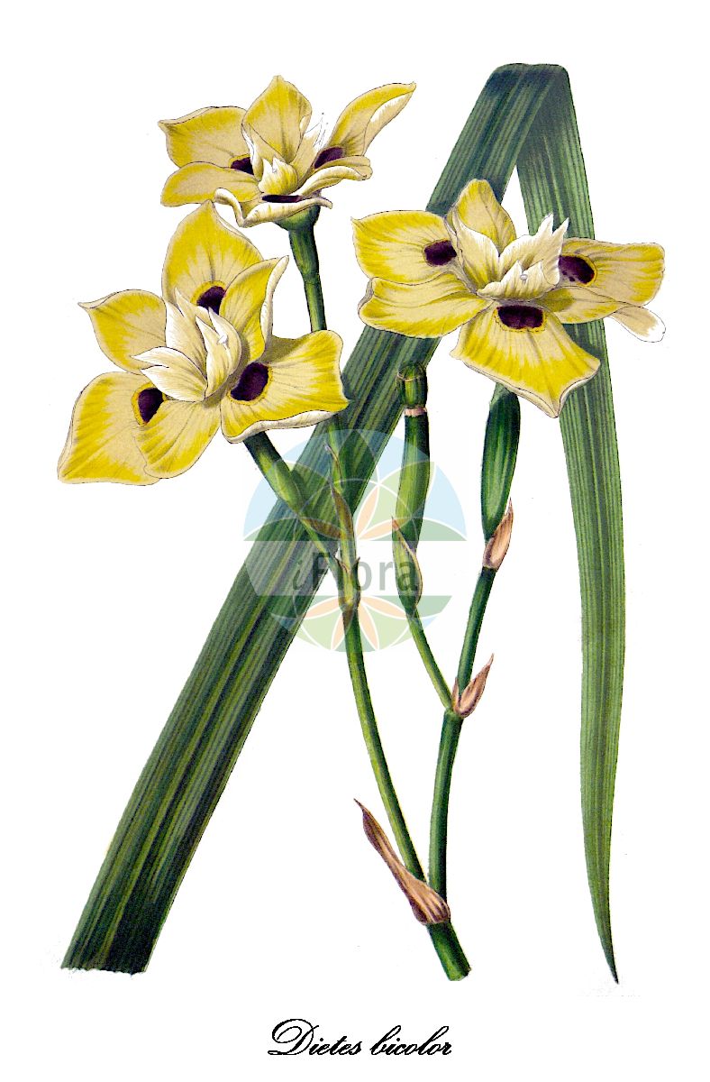 Dietes bicolor - Iridaceae,Plantae,Pteridobiotina,Angiosperms,Asparagales,Iridaceae,Dietes,Dietes bicolor,Iris bicolor, Moraea bicolor