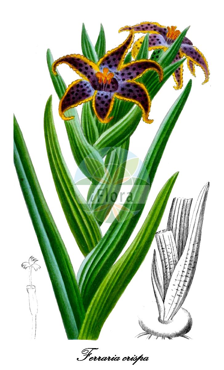 Ferraria crispa - Iridaceae,Plantae,Pteridobiotina,Angiosperms,Asparagales,Iridaceae,Ferraria,Ferraria crispa,Ferraria atrata, Ferraria crispa subsp. crispa, Ferraria crispa subsp. nortieri, Ferraria ensiformis, Ferraria major, Ferraria obtusifolia, Ferraria punctata, Ferraria undulata, Ferraria vandermerwei, Gladiolus indicus, Moraea undulata,Ferrarie;ferrària