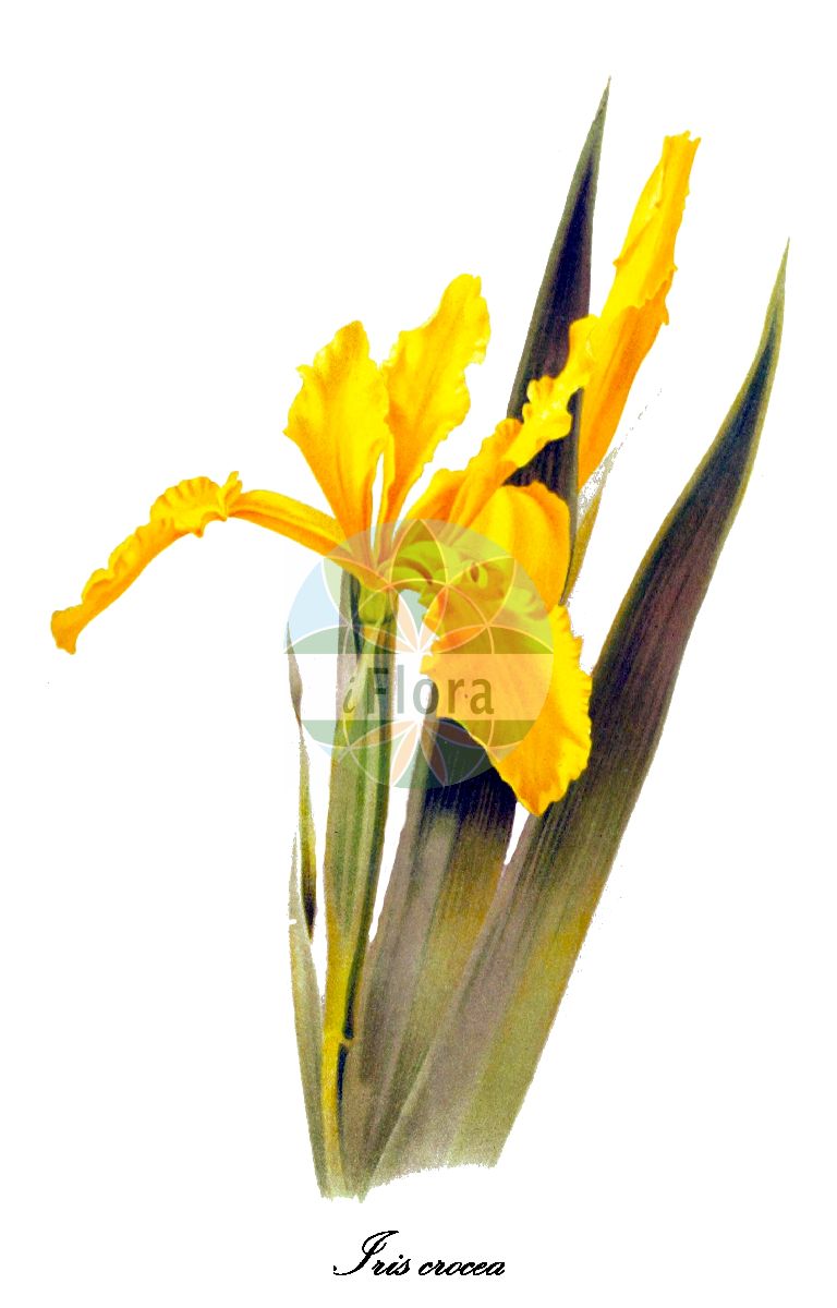 Iris crocea - Iridaceae,Plantae,Pteridobiotina,Angiosperms,Asparagales,Iridaceae,Iris,Iris crocea,Iris aurea, Iris spuria subsp. aurea