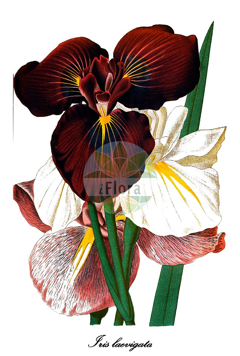 Iris laevigata - Iridaceae,Plantae,Pteridobiotina,Angiosperms,Asparagales,Iridaceae,Iris,Iris laevigata,Iris albopurpurea, Iris albopurpurea var. alba, Iris albopurpurea var. bakeri, Iris albopurpurea var. genuina, Iris gmelinii, Iris itsihatsi, Iris laevigata f. albopurpurea, Iris laevigata f. leucantha, Iris laevigata var. alba, Iris phragmitetorum, Iris versicolor, Limniris laevigata, Limniris phragmitetorum, Xyridion laevigatum,Asiatische Sumpf-Schwertlilie