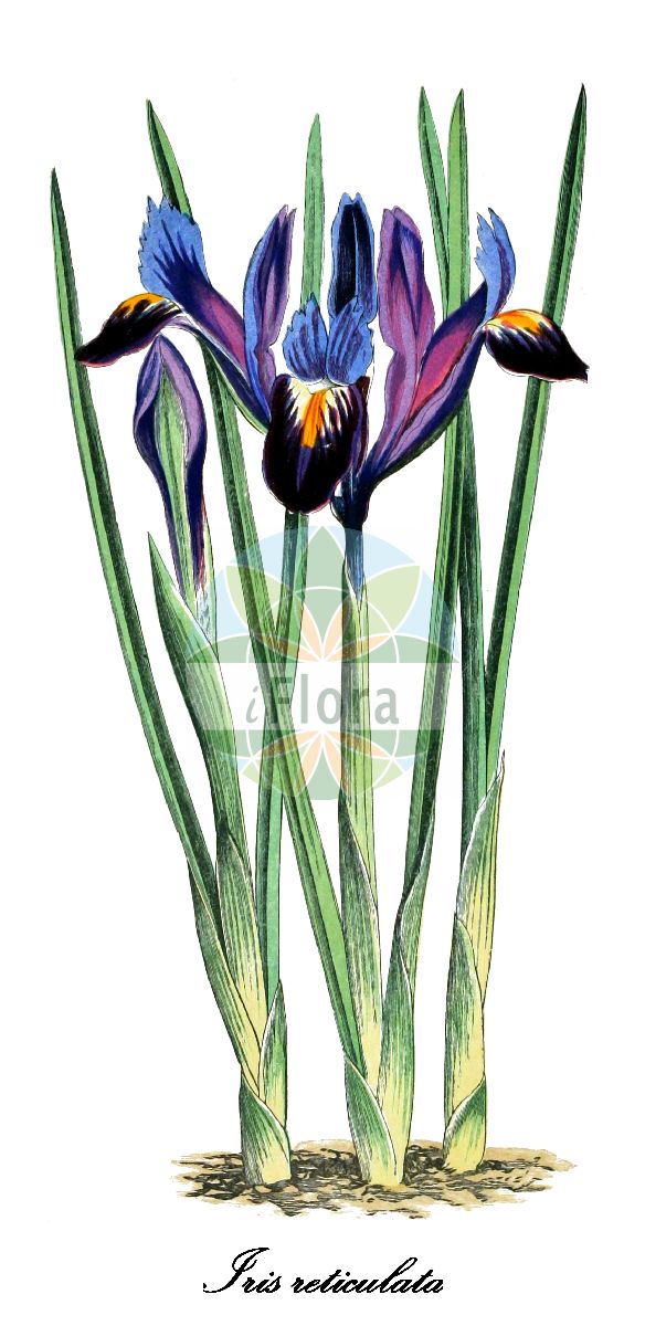 Iris reticulata - Iridaceae,Plantae,Pteridobiotina,Angiosperms,Asparagales,Iridaceae,Iris,Iris reticulata,Iridodictyum reticulatum, Neubeckia reticulata, Xiphion reticulatum,Netz-Schwertlilie