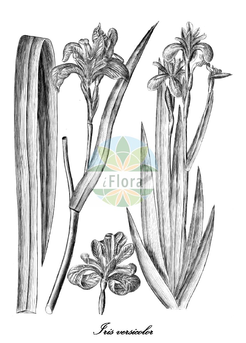 Iris versicolor - Iridaceae,Plantae,Pteridobiotina,Angiosperms,Asparagales,Iridaceae,Iris,Iris versicolor,Iris boltoniana, Iris caurina, Iris dierinckii, Iris flaccida, Iris picta, Iris pulchella, Iris versicolor f. albocaerulea, Iris versicolor f. murrayana, Iris versicolor f. versicolor, Iris versicolor var. blandescens, Iris versicolor var. communis, Iris versicolor var. flaccida, Iris versicolor var. robusta, Iris versicolor var. sulcata, Limniris versicolor, Xiphion flaccidum, Xiphion versicolor,Verschiedenfarbige Schwertlilie;purple iris;blue flag;iris versicolore;blue flag iris;harlequin blueflag;glaïeul bleu;brokiris;foltos nőszirom;kosatec měňavý;kosatec pestrý