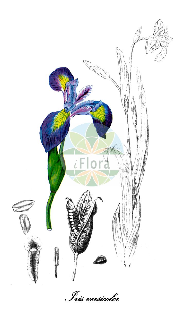 Iris versicolor - Iridaceae,Plantae,Pteridobiotina,Angiosperms,Asparagales,Iridaceae,Iris,Iris versicolor,Iris boltoniana, Iris caurina, Iris dierinckii, Iris flaccida, Iris picta, Iris pulchella, Iris versicolor f. albocaerulea, Iris versicolor f. murrayana, Iris versicolor f. versicolor, Iris versicolor var. blandescens, Iris versicolor var. communis, Iris versicolor var. flaccida, Iris versicolor var. robusta, Iris versicolor var. sulcata, Limniris versicolor, Xiphion flaccidum, Xiphion versicolor,Verschiedenfarbige Schwertlilie;purple iris;blue flag;iris versicolore;blue flag iris;harlequin blueflag;glaïeul bleu;brokiris;foltos nőszirom;kosatec měňavý;kosatec pestrý