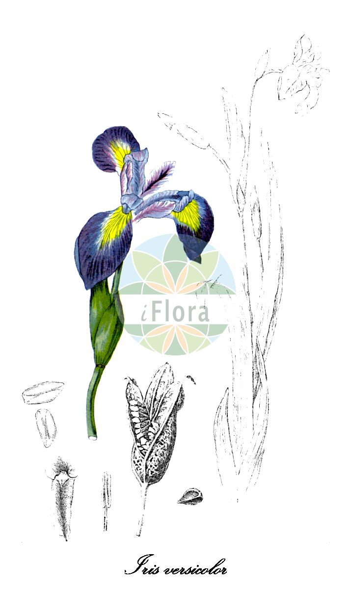 Iris versicolor - Iridaceae,Plantae,Pteridobiotina,Angiosperms,Asparagales,Iridaceae,Iris,Iris versicolor,Iris boltoniana, Iris caurina, Iris dierinckii, Iris flaccida, Iris picta, Iris pulchella, Iris versicolor f. albocaerulea, Iris versicolor f. murrayana, Iris versicolor f. versicolor, Iris versicolor var. blandescens, Iris versicolor var. communis, Iris versicolor var. flaccida, Iris versicolor var. robusta, Iris versicolor var. sulcata, Limniris versicolor, Xiphion flaccidum, Xiphion versicolor,Verschiedenfarbige Schwertlilie;purple iris;blue flag;iris versicolore;blue flag iris;harlequin blueflag;glaïeul bleu;brokiris;foltos nőszirom;kosatec měňavý;kosatec pestrý