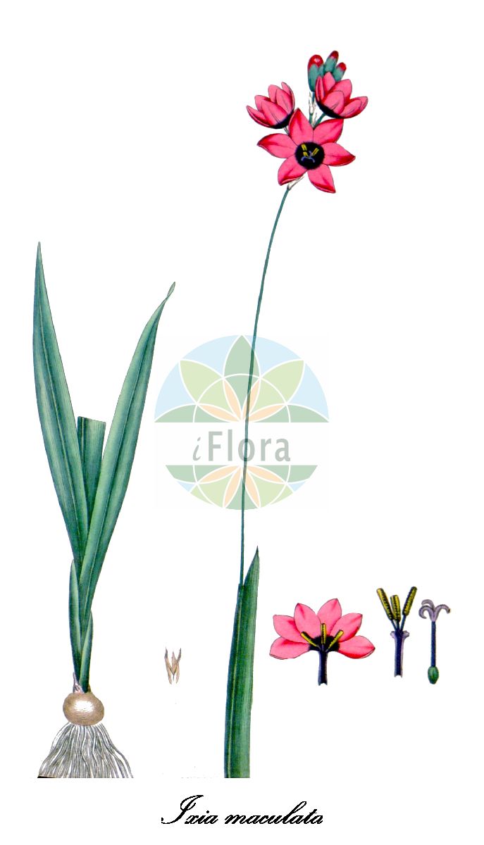 Ixia maculata - Iridaceae,Plantae,Pteridobiotina,Angiosperms,Asparagales,Iridaceae,Ixia,Ixia maculata,Gladiolus roseus, Ixia amoena, Ixia capitata, Ixia conica, Ixia duckittiae, Ixia flava, Ixia maculata var. maculata, Ixia milleri, Ixia nervosa, Ixia pallideflavens, Ixia vitellina,Geäugtes Klebschwertel