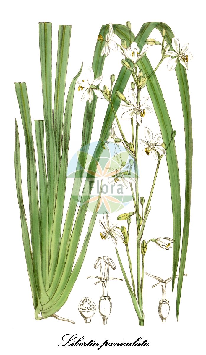Libertia paniculata - Iridaceae,Plantae,Pteridobiotina,Angiosperms,Asparagales,Iridaceae,Libertia,Libertia paniculata,Nematostigma paniculatum, Renealmia paniculata, Sisyrinchium paniculatum, Sisyrinchium paniculatum, Tekel paniculata
