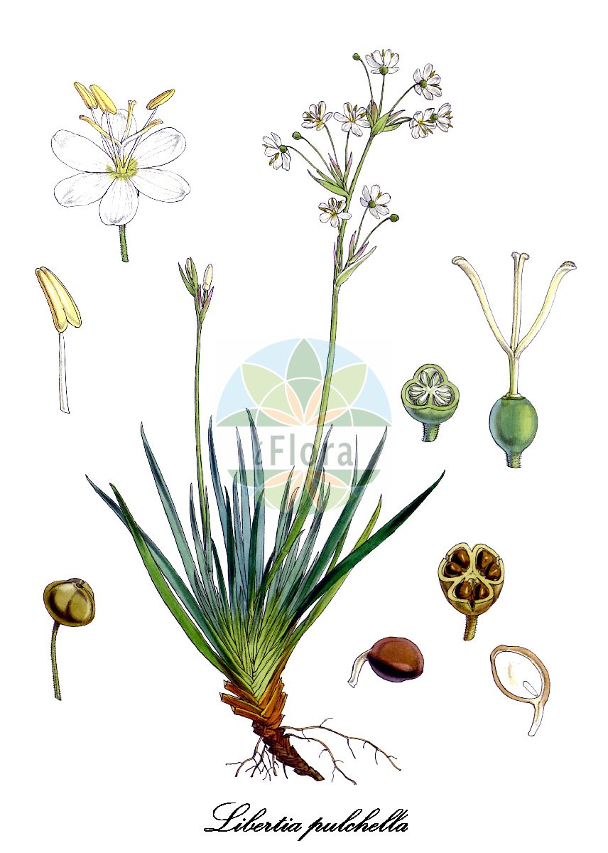 Libertia pulchella - Iridaceae,Plantae,Pteridobiotina,Angiosperms,Asparagales,Iridaceae,Libertia,Libertia pulchella,Libertia laurencii, Libertia pulchella var. laurencei, Libertia pulchella var. pygmaea, Nematostigma pulchellum, Renealmia pulchella, Sisyrinchium pulchellum, Sisyrinchium pulchellum, Tekel pulchella