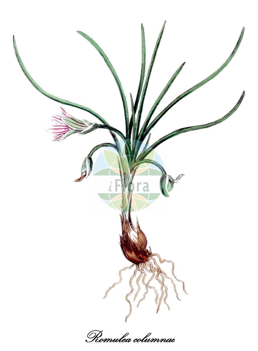 Romulea columnae - Iridaceae,Plantae,Pteridobiotina,Angiosperms,Asparagales,Iridaceae,Romulea,Romulea columnae,Bulbocodium columnae, Ixia columnae, Romulea bulbocodium subsp. columnae, Romulea parviflora, Trichonema columnae,Sandkrokus;Romulea;sand crocus;romulée de Colonna;romulée de Roll;bodur çiğdem;romùlea;dugovača;romule'ah ze'irah;רוֹמוּלֵאָה זְעִירָה;żagħfran tar-ramel