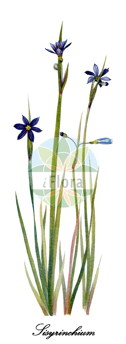 Sisyrinchium angustifolium - Iridaceae,Plantae,Pteridobiotina,Angiosperms,Asparagales,Iridaceae,Sisyrinchium,Sisyrinchium angustifolium,Bermudiana angustifolia, Bermudiana bermudiana f. graminoides, Bermudiana bermudiana var. albida, Bermudiana bermudiana var. angustifolia, Bermudiana graminea, Bermudiana graminea, Bermudiana graminifolia, Bermudiana homomalla, Bermudiana iridifolia, Ferraria pulchella, Ferraria violacea, Marica mucronata, Sisyrinchium acuminatum, Sisyrinchium anceps, Sisyrinchium angustifolium f. album, Sisyrinchium bermudiana subsp. angustifolium, Sisyrinchium bermudiana var. anceps, Sisyrinchium carolinianum, Sisyrinchium cultrifolium, Sisyrinchium excisum, Sisyrinchium gramineum, Sisyrinchium graminoides, Sisyrinchium hibernicum, Sisyrinchium homomallum, Sisyrinchium iridioides, Sisyrinchium membranaceum, Sisyrinchium nuttallii, Sisyrinchium ramosum,Gewöhnliches Grasschwertel;blue-eyed-grass;blueeye grass;bermudienne à feuilles étroites;narrowleaf blue-eyed grass;strict blue-eyed grass;bermudienne à feuilles étroites;bermudienne;herbe aux yeux bleus;sisyrinchium des Bermudes;sisyrinque à feuilles étroites;sisyrinque des Bermudes;ruslelie;mačić;miecznica wąskolistna;ôni-wazekishô;rurini-wazekishô;アイイロニワゼキショウ;オオニワゼキショウ;ルリニワゼキショウ;bermudski modri meček;sevlilje
