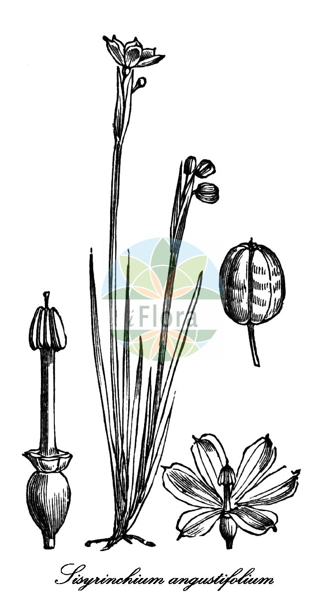 Sisyrinchium angustifolium - Iridaceae,Plantae,Pteridobiotina,Angiosperms,Asparagales,Iridaceae,Sisyrinchium,Sisyrinchium angustifolium,Bermudiana angustifolia, Bermudiana bermudiana f. graminoides, Bermudiana bermudiana var. albida, Bermudiana bermudiana var. angustifolia, Bermudiana graminea, Bermudiana graminea, Bermudiana graminifolia, Bermudiana homomalla, Bermudiana iridifolia, Ferraria pulchella, Ferraria violacea, Marica mucronata, Sisyrinchium acuminatum, Sisyrinchium anceps, Sisyrinchium angustifolium f. album, Sisyrinchium bermudiana subsp. angustifolium, Sisyrinchium bermudiana var. anceps, Sisyrinchium carolinianum, Sisyrinchium cultrifolium, Sisyrinchium excisum, Sisyrinchium gramineum, Sisyrinchium graminoides, Sisyrinchium hibernicum, Sisyrinchium homomallum, Sisyrinchium iridioides, Sisyrinchium membranaceum, Sisyrinchium nuttallii, Sisyrinchium ramosum,Gewöhnliches Grasschwertel;blue-eyed-grass;blueeye grass;bermudienne à feuilles étroites;narrowleaf blue-eyed grass;strict blue-eyed grass;bermudienne à feuilles étroites;bermudienne;herbe aux yeux bleus;sisyrinchium des Bermudes;sisyrinque à feuilles étroites;sisyrinque des Bermudes;ruslelie;mačić;miecznica wąskolistna;ôni-wazekishô;rurini-wazekishô;アイイロニワゼキショウ;オオニワゼキショウ;ルリニワゼキショウ;bermudski modri meček;sevlilje