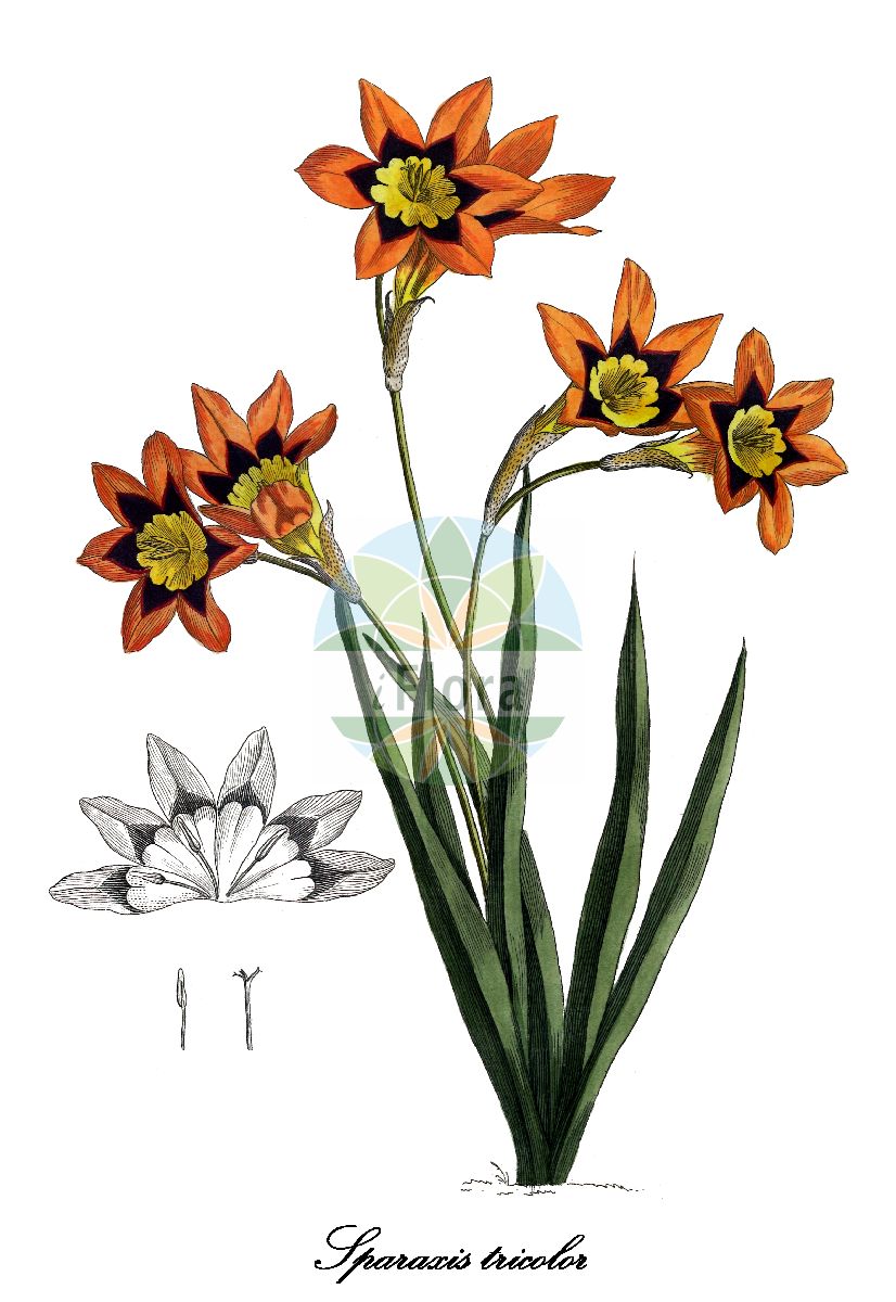 Sparaxis tricolor - Iridaceae,Plantae,Pteridobiotina,Angiosperms,Asparagales,Iridaceae,Sparaxis,Sparaxis tricolor,Ixia tricolor, Sparaxis blanda, Sparaxis grandiflora var. lineata, Sparaxis griffinii, Sparaxis lineata, Sparaxis tricolor var. blanda, Sparaxis tricolor var. griffinii, Sparaxis tricolor var. versicolor, Sparaxis versicolor, Streptanthera lineata, Streptanthera tricolor,Dreifarbiges Fransenschwertel;harlequin flower;fleur de Bohème;спараксис трёхцветный