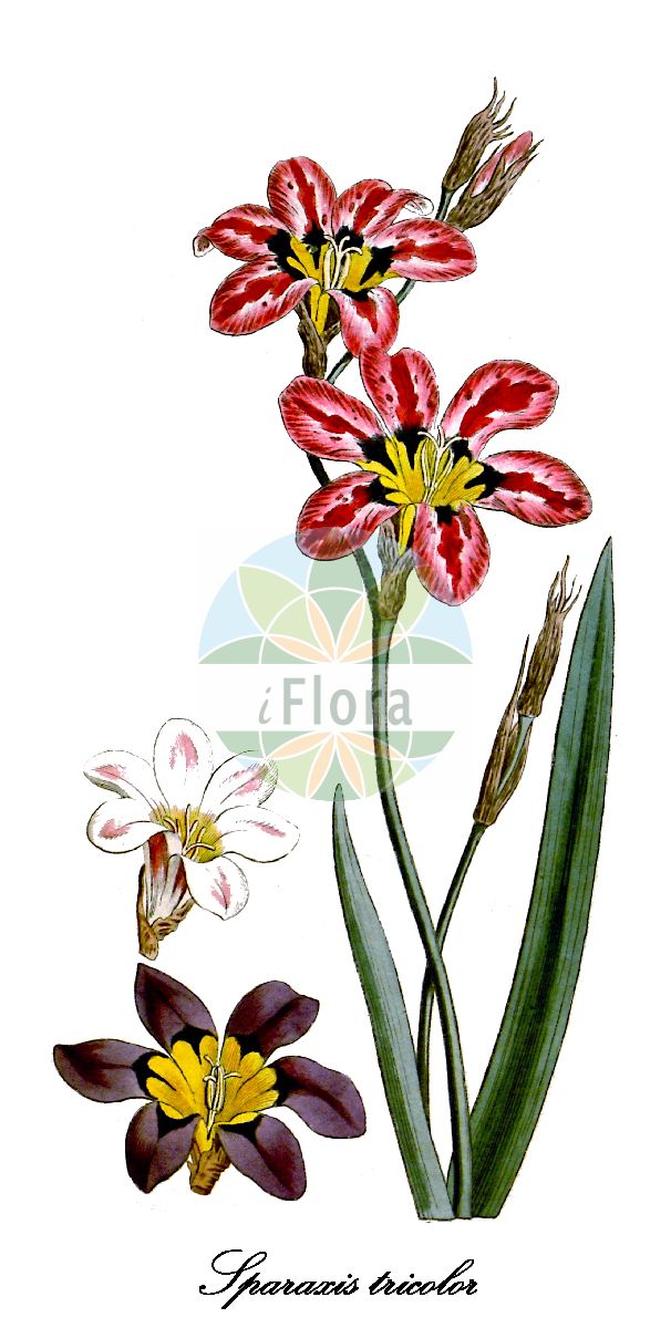 Sparaxis tricolor - Iridaceae,Plantae,Pteridobiotina,Angiosperms,Asparagales,Iridaceae,Sparaxis,Sparaxis tricolor,Ixia tricolor, Sparaxis blanda, Sparaxis grandiflora var. lineata, Sparaxis griffinii, Sparaxis lineata, Sparaxis tricolor var. blanda, Sparaxis tricolor var. griffinii, Sparaxis tricolor var. versicolor, Sparaxis versicolor, Streptanthera lineata, Streptanthera tricolor,Dreifarbiges Fransenschwertel;harlequin flower;fleur de Bohème;спараксис трёхцветный