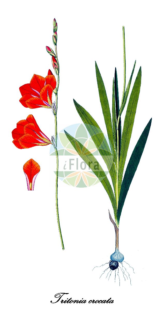 Tritonia crocata - Iridaceae,Plantae,Pteridobiotina,Angiosperms,Asparagales,Iridaceae,Tritonia,Tritonia crocata,Belamcanda fenestrata, Crocosmia crocata, Crocosmia fenestrata, Gladiolus crocatus, Ixia crocata, Ixia crocata, Ixia fenestrata, Ixia hyalina, Ixia hyalina, Ixia iridifolia, Ixia planifolia, Ixia purpurea, Montbretia crocata, Montbretia fenestrata, Montbretia purpurea, Montbretia sanguinea, Tapeinia crocata, Tapeinia fenestrata, Tritonia crocata var. purpurea, Tritonia crocata var. sanguinea, Tritonia fenestrata, Tritonia hyalina, Tritonia purpurea, Tritonia sanguinea, Tritonixia crocata, Tritonixia hyalina, Tritonixia purpurea, Waitzia crocata, Waitzia fenestrata,Safranfarbige Tritonie