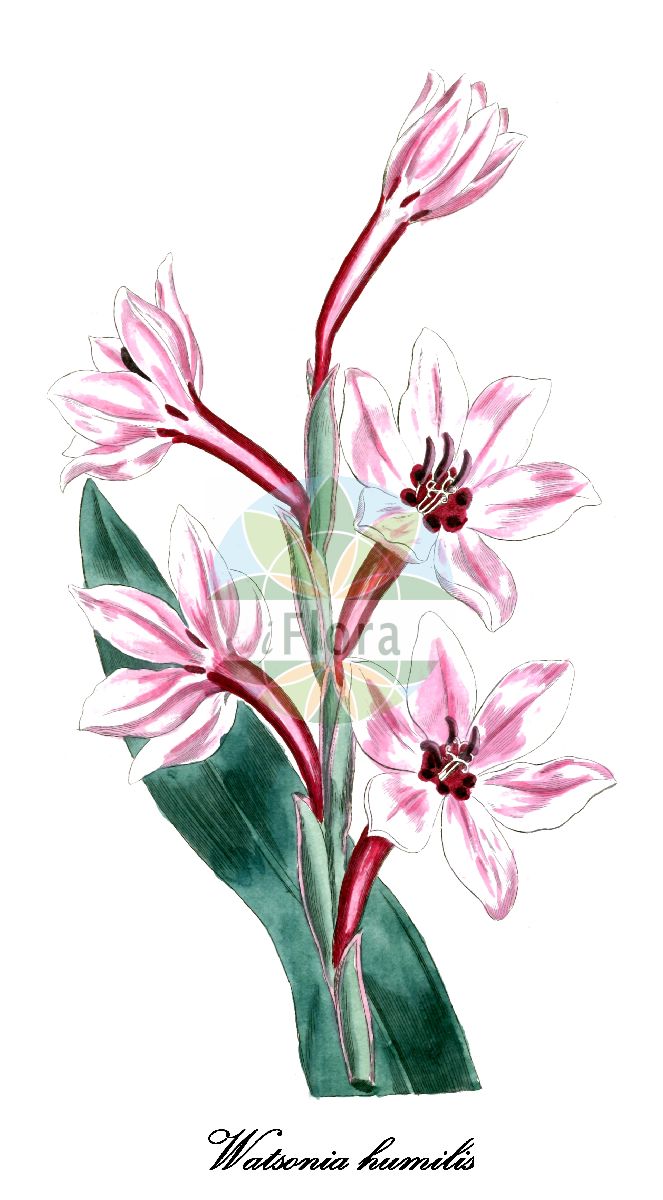 Watsonia humilis - Iridaceae,Plantae,Pteridobiotina,Angiosperms,Asparagales,Iridaceae,Watsonia,Watsonia humilis,Antholyza caryophyllaea, Antholyza caryophyllea, Gladiolus marmoratus, Gladiolus roseo-albus, Lapeirousia marmorata, Neuberia humilis, Peyrousia marmorata, Watsonia erubescens, Watsonia litura, Watsonia maculata, Watsonia meriana var. roseoalba, Watsonia roseoalba