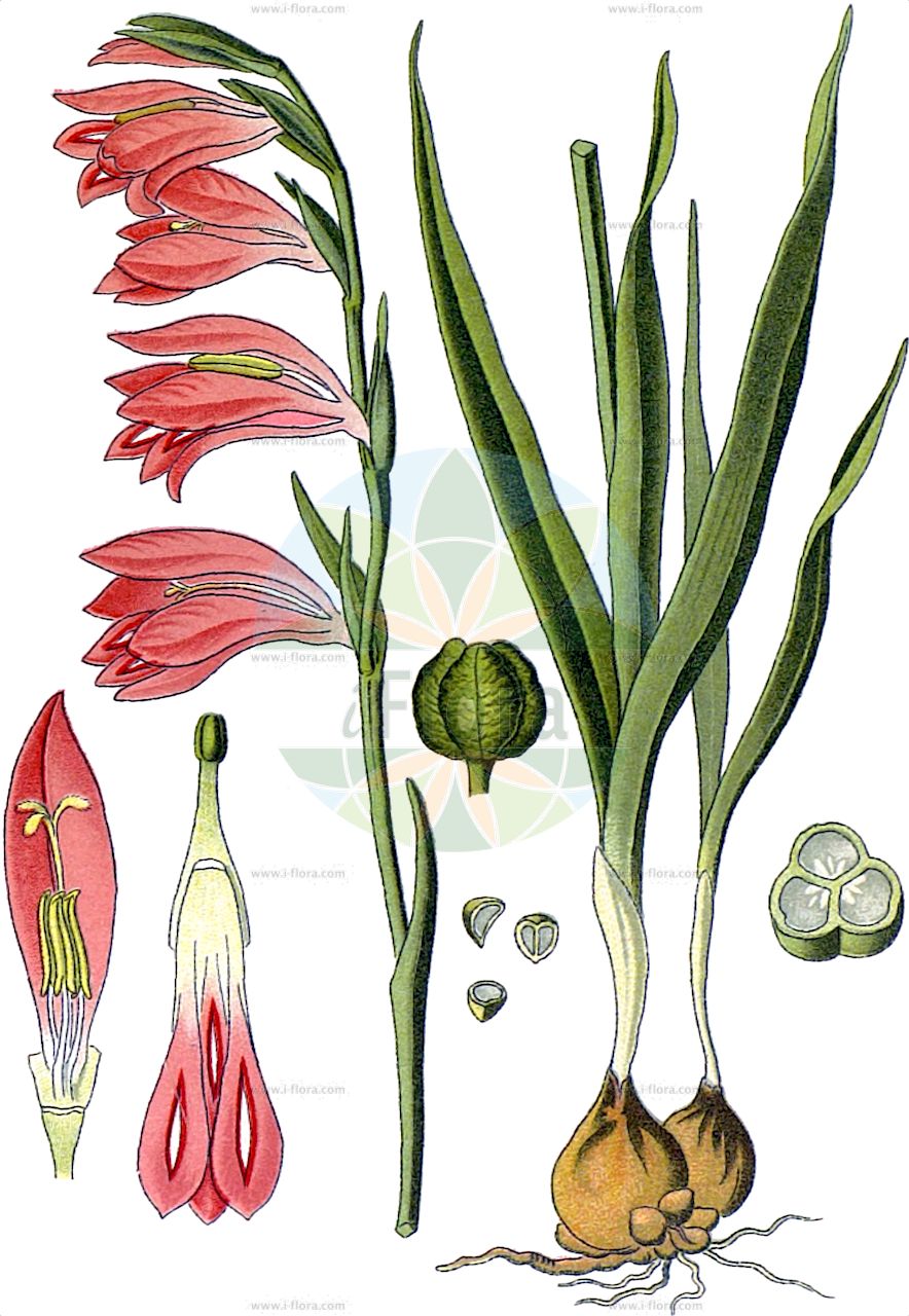 Gladiolus italicus - Iridaceae,Plantae,Pteridobiotina,Angiosperms,Asparagales,Iridaceae,Gladiolus,Gladiolus italicus,Ballosporum segetum, Gladiolus arvaticus, Gladiolus communis var. distichus, Gladiolus communis var. grandiflorus, Gladiolus communis var. parviflorus, Gladiolus commutatus, Gladiolus cyclocarpus, Gladiolus dalmaticus, Gladiolus dubius, Gladiolus guepinii, Gladiolus infestus, Gladiolus leucanthus, Gladiolus ludovicae, Gladiolus pallidus, Gladiolus proteiflorus, Gladiolus rigescens, Gladiolus ruricola, Gladiolus segetalis, Gladiolus segetum, Gladiolus segetum f. sterilis, Gladiolus segetum subsp. commutatus, Gladiolus segetum subsp. guepinii, Gladiolus segetum subsp. ludovicae, Gladiolus segetum var. grandiflorus, Gladiolus segetum var. guepinii, Gladiolus segetum var. infestus, Gladiolus segetum var. ludovicae, Gladiolus spathaceus, Gladiolus tenuiflorus, Gladiolus turkmenorum, Sphaerospora segetum,Italienische Siegwurz;Acker-Gladiole;Italienische Gladiole;Glaïeul d'Italie;glaïeul des moissons;glaïeul douteux;espadilla;cuchillo;azumbar;coltell;hierba estoque;gladiolo de campo;gladiolo;paíllas;Gladiolo dei campi;fil di spada;pancacciuolo;gladiolo italiano;gladiolo meridionale;espadana-das-searas;acoro-falso;calças-de-cuco;cristas-de-galo;espadana-bulbosa;espadana-dos-montes;estoque;gladíolo;гладиолус итальянский;гладиолус посевной;гладиолус туркменский;шпажник итальянский;шпажник посевной;шпажник туркменский;kılıçotu;gladiola e grunjëve;gladiole;lliri dels blats;talijanski mačić;laški meček;mečík dvojradý;косарики італійські;посевен гладиолус;посевно петльово перо;saytan hattevu'ah;סַיְפַן הַתְּבוּאָה;ħabb tal-qamħ tar-raba;μεγάλι μαχαιρίδα