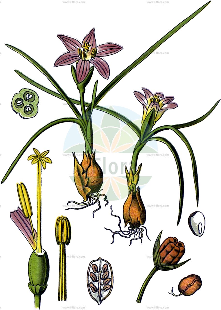 Romulea bulbocodium - Iridaceae,Plantae,Pteridobiotina,Angiosperms,Asparagales,Iridaceae,Romulea,Romulea bulbocodium,Crocus bulbocodium, Ixia bulbocodium, Trichonema bulbocodium,Sandkrokus;romulée bulbocode;azafrán portugués montesino;calabacilla;cebollina;curcubillas;lezas;lirio de las calabacillas;nosilha;morca;lulekabuni;proljetna dugovača;rana romuleja;луковична пролетка;romule'ah saglutit;רוֹמוּלֵאָה סַגְלוּלִית