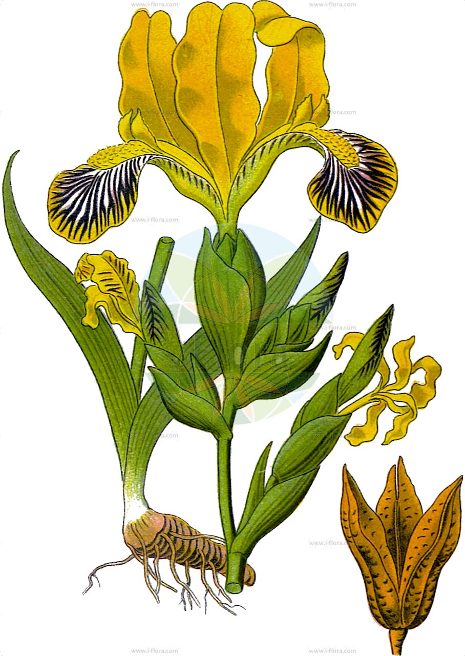 Iris variegata - Iridaceae,Plantae,Pteridobiotina,Angiosperms,Asparagales,Iridaceae,Iris,Iris variegata,Bunte Schwertlilie;Gelbliche Schwertlilie;Gescheckte Schwertlilie;hungarian iris;Iris panaché;Giaggiolo pezzato;giaggiolo variegato;ирис пёстрый;касатик пёстрый;šarena perunika;tarka nőszirom;kosatec různobarvý;kosatec dvojfarebný;півники рябі;пъстра перуника;шарена перуника