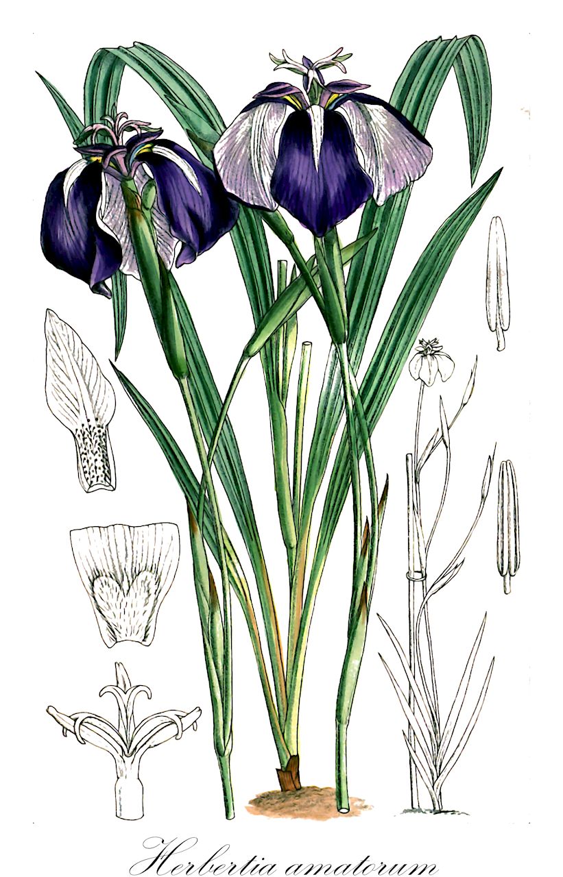 Herbertia amatorum - Iridaceae,Plantae,Pteridobiotina,Angiosperms,Asparagales,Iridaceae,Herbertia,Herbertia amatorum,Trifurcia amatorum
