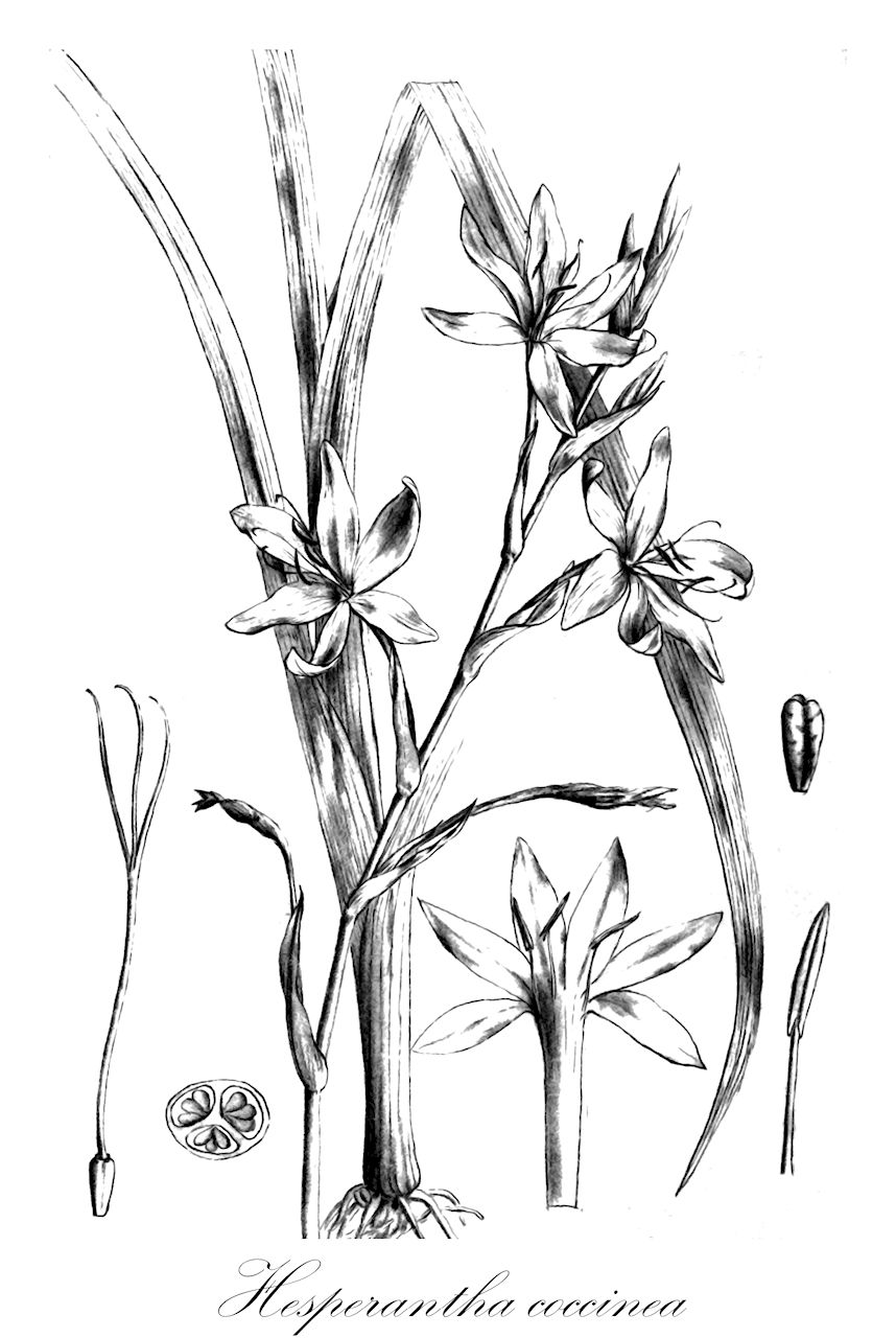 Hesperantha coccinea - Iridaceae,Plantae,Pteridobiotina,Angiosperms,Asparagales,Iridaceae,Hesperantha,Hesperantha coccinea,Schizostylis coccinea, Schizostylis ixioides, Schizostylis pauciflora,Kaffernlilie;Spaltgriffel