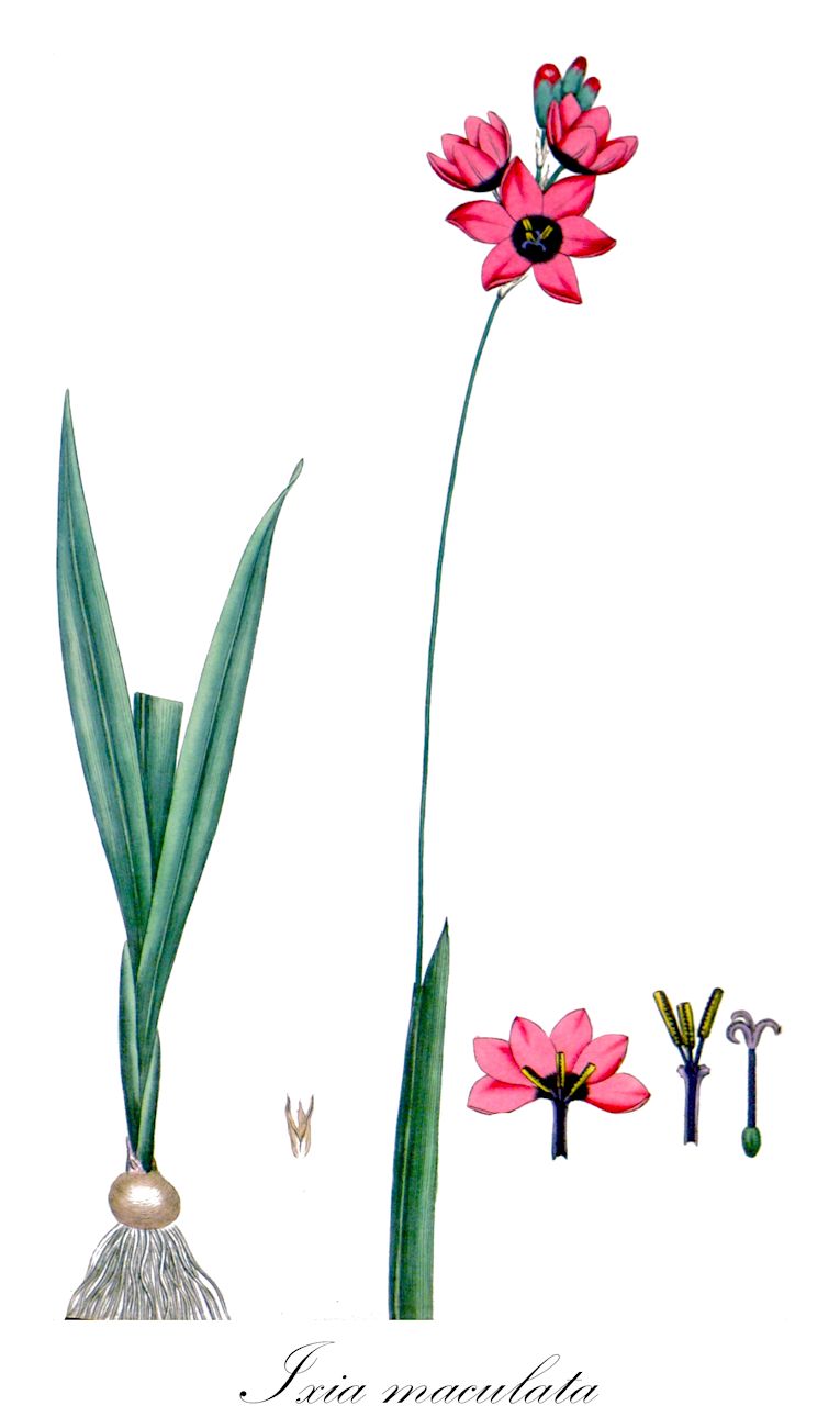Ixia maculata - Iridaceae,Plantae,Pteridobiotina,Angiosperms,Asparagales,Iridaceae,Ixia,Ixia maculata,Gladiolus roseus, Ixia amoena, Ixia capitata, Ixia conica, Ixia duckittiae, Ixia flava, Ixia maculata var. maculata, Ixia milleri, Ixia nervosa, Ixia pallideflavens, Ixia vitellina,Geäugtes Klebschwertel