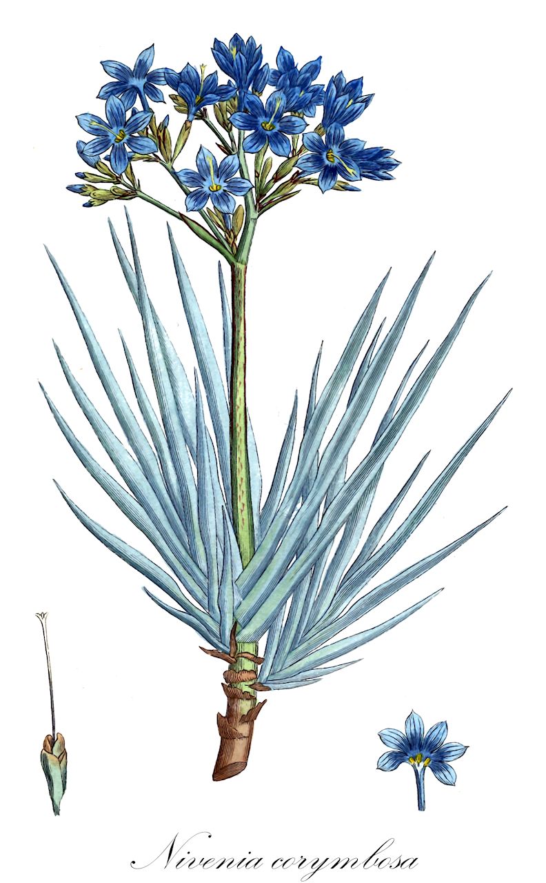 Nivenia corymbosa - Iridaceae,Plantae,Pteridobiotina,Angiosperms,Asparagales,Iridaceae,Nivenia,Nivenia corymbosa,Aristea corymbosa, Genlisia corymbosa, Nivenia filamentosa, Nivenia stylosa, Witsenia corymbosa
