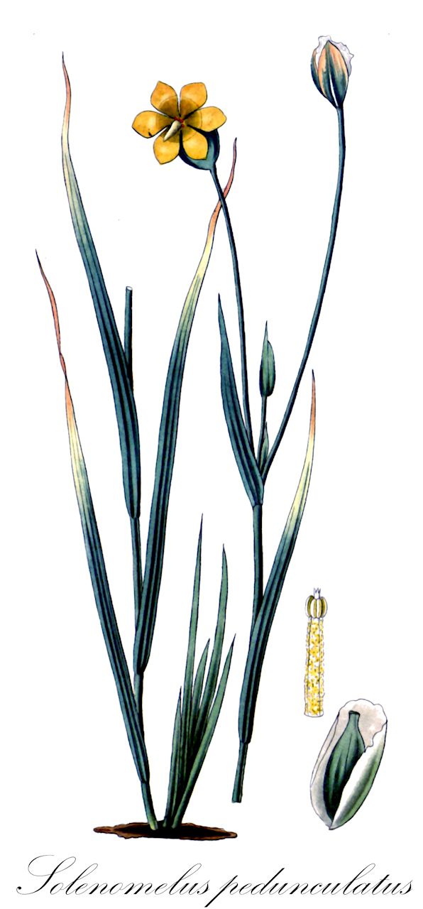 Solenomelus pedunculatus - Iridaceae,Plantae,Pteridobiotina,Angiosperms,Asparagales,Iridaceae,Solenomelus,Solenomelus pedunculatus,Cruckshanksia graminea, Sisyrinchium flavum, Sisyrinchium longistylum, Sisyrinchium pedunculatum, Sisyrinchium scabriusculum, Solenomelus chilensis, Solenomelus chilensis var. punctatus, Solenomelus punctatus