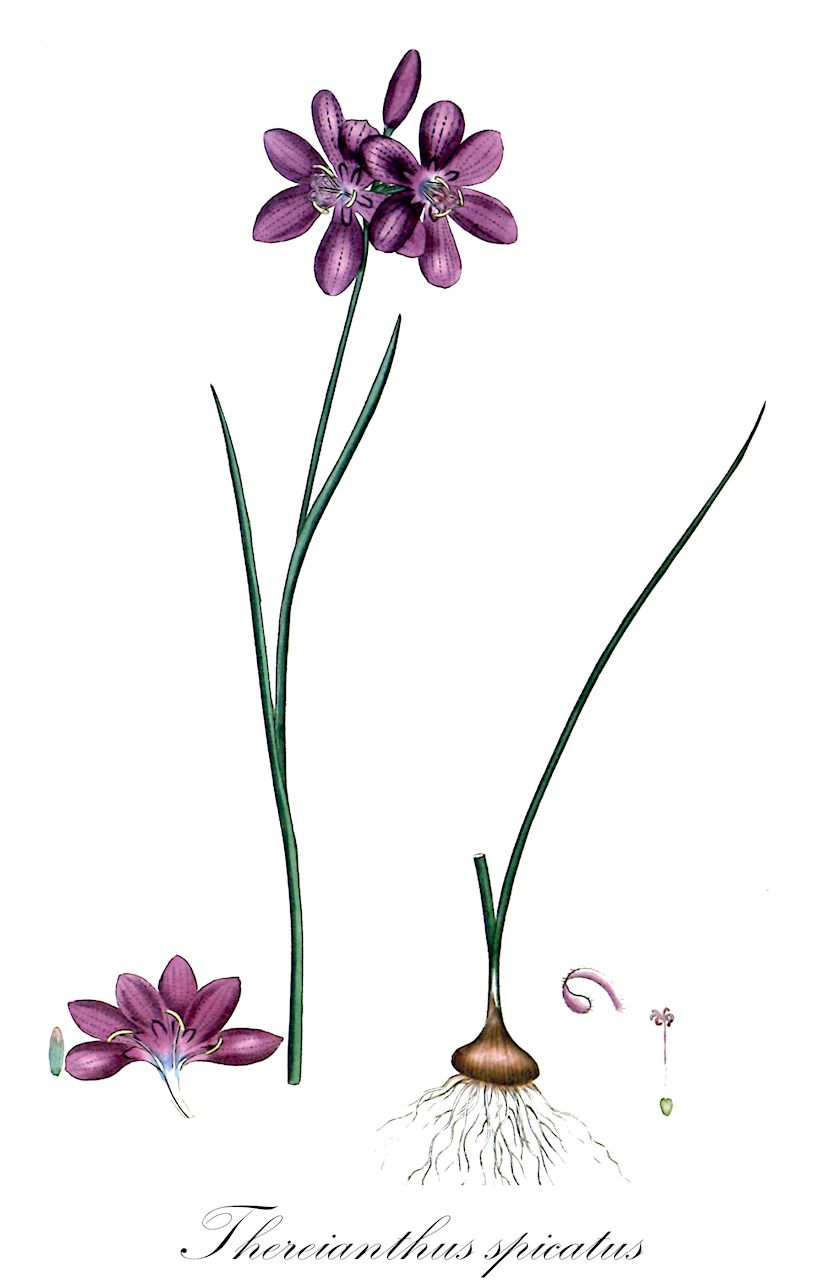 Thereianthus spicatus - Iridaceae,Plantae,Pteridobiotina,Angiosperms,Asparagales,Iridaceae,Thereianthus,Thereianthus spicatus,Beilia spicata, Beilia spicata var. brevifolia, Gladiolus alopecuroides, Gladiolus rubens, Gladiolus spicatus, Ixia spicata, Micranthus spicatus, Paulomagnusia spicata, Thereianthus spicatus var. linearifolius, Thereianthus spicatus var. spicatus, Watsonia punctata var. zeyheri, Watsonia rubens, Watsonia spicata