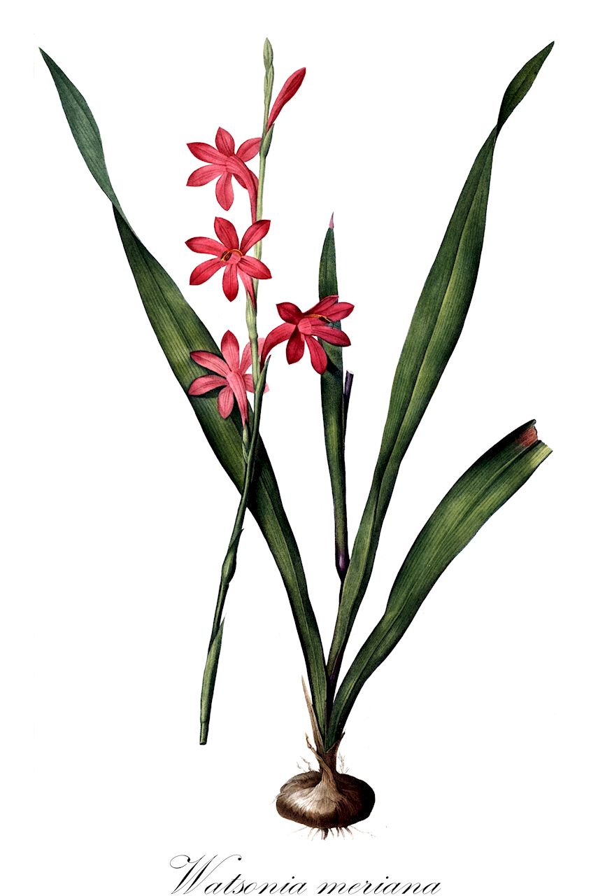 Watsonia meriana - Iridaceae,Plantae,Pteridobiotina,Angiosperms,Asparagales,Iridaceae,Watsonia,Watsonia meriana,Antholyza fulgens, Antholyza meriana, Antholyza meriana var. minor, Gladiolus amoenus, Gladiolus infundibuliformis, Gladiolus iridifolius, Gladiolus merianus, Gladiolus merianus, Ixia iridifolia, Ixia meriana, Neuberia pyramidalis, Watsonia bulbillifera, Watsonia fulgens, Watsonia fulgida, Watsonia iridifolia, Watsonia iridifolia var. fulgens, Watsonia leipoldtii, Watsonia meriana var. bulbillifera, Watsonia meriana var. iridifolia, Watsonia meriana var. meriana, Watsonia meriana var. platypetala, Watsonia stohriae, Watsonia vivipara, Watsonia wordsworthiana